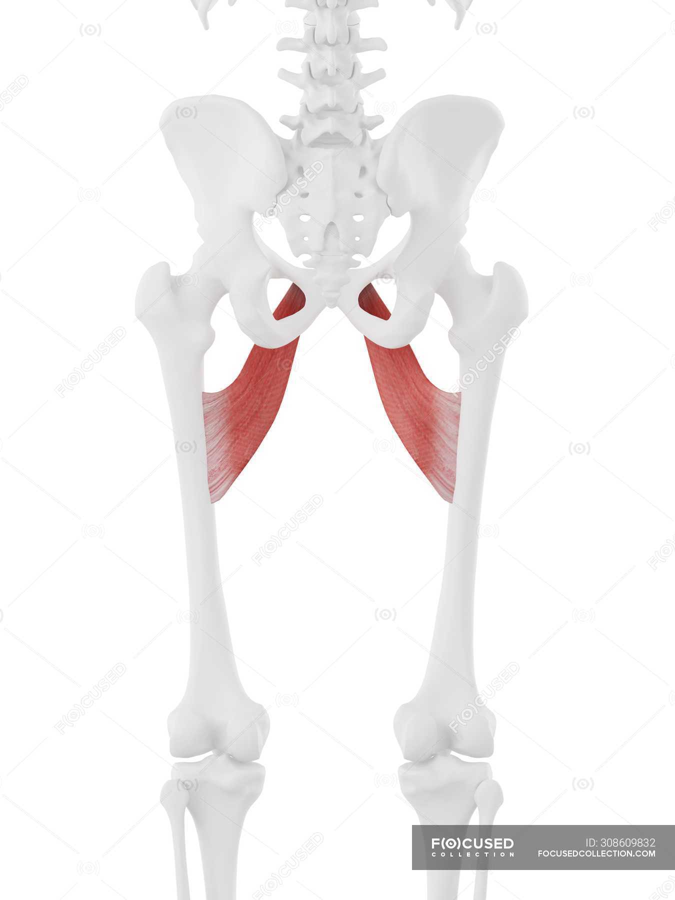 Human Skeleton Part With Detailed Red Adductor Brevis Muscle Digital Illustration Medical