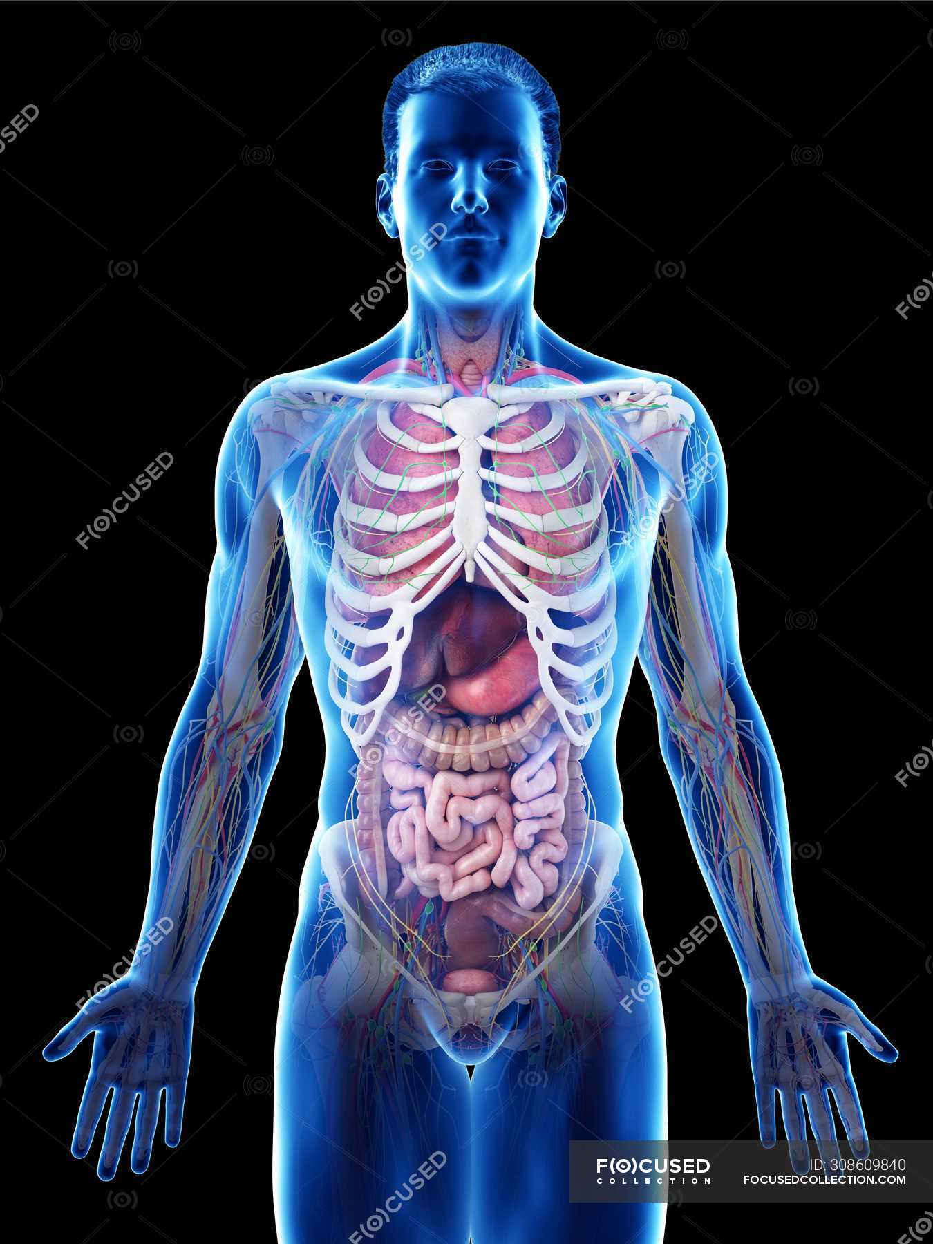 Male Internal Organs Of Human Body / Realistic Human Body Model Showing