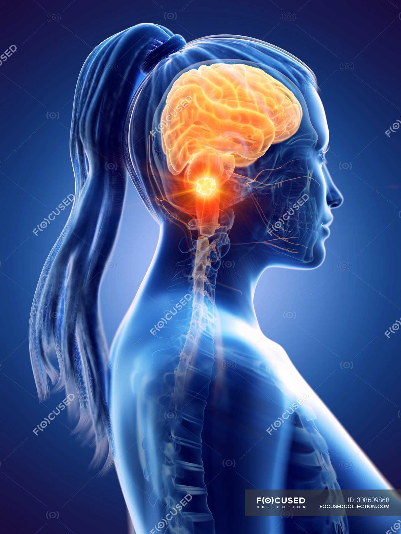 Пол мозга женщины