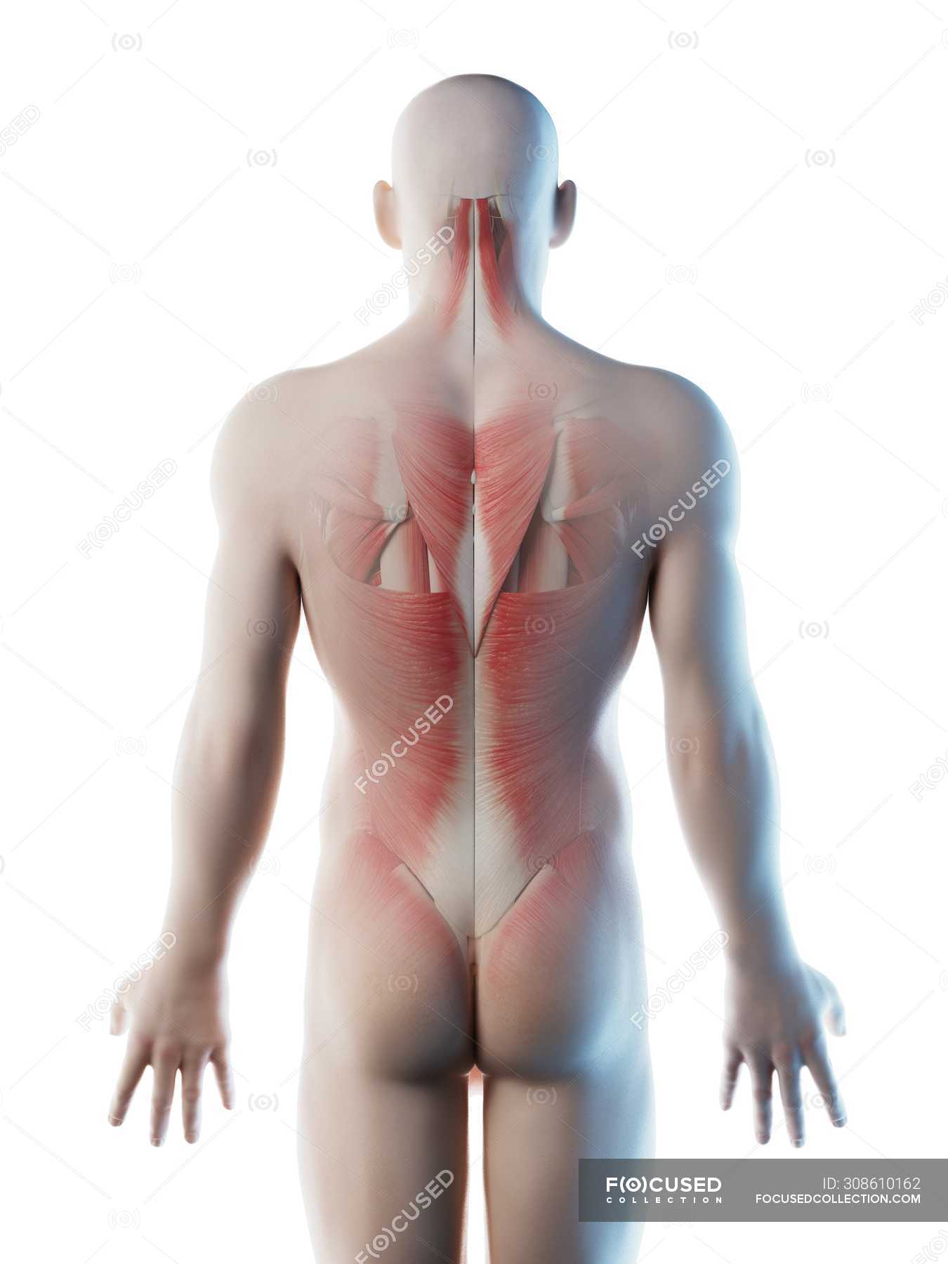 Рисунок человека со спины - 68 фото