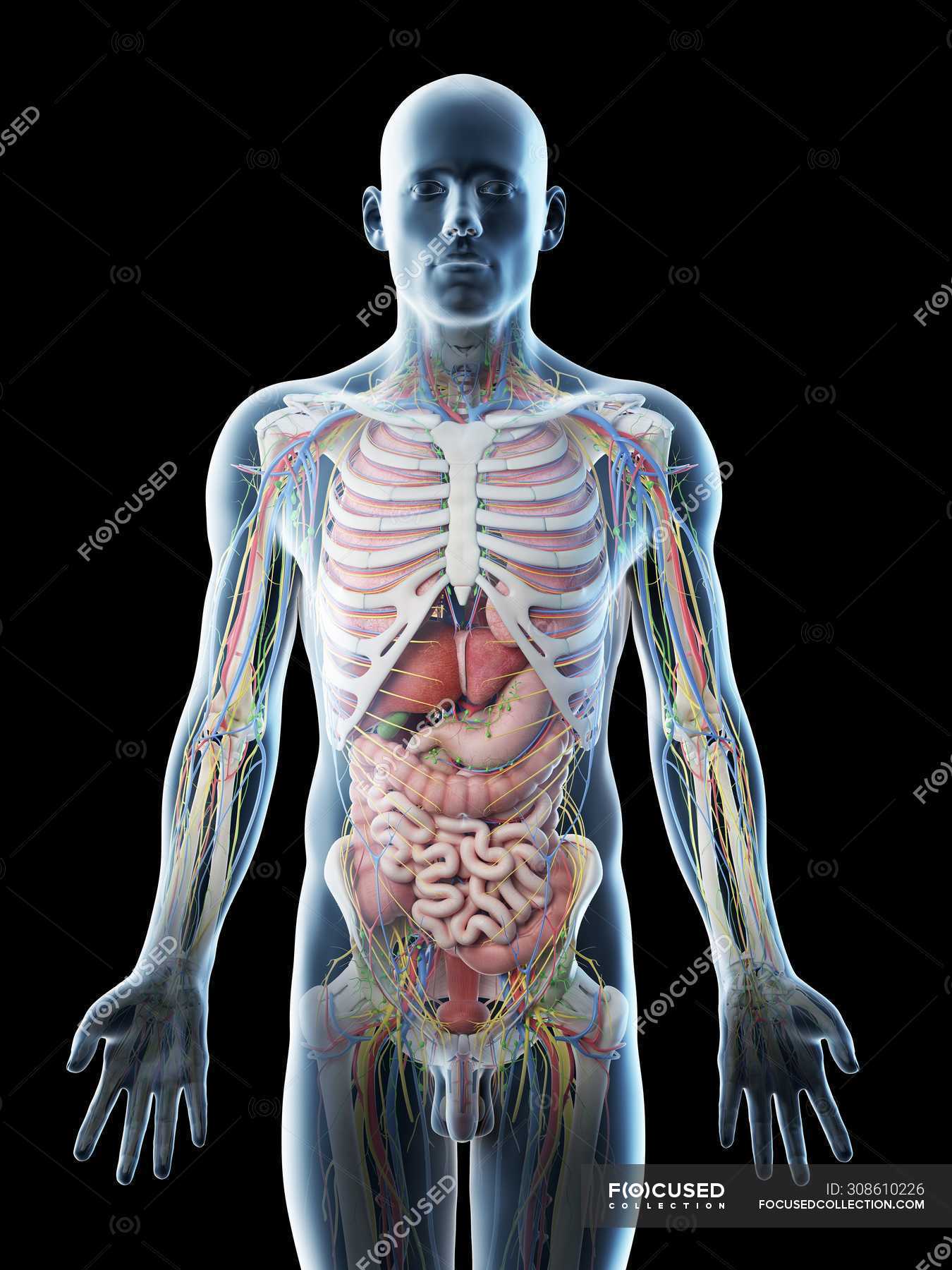 Male upper body anatomy and internal organs, computer illustration