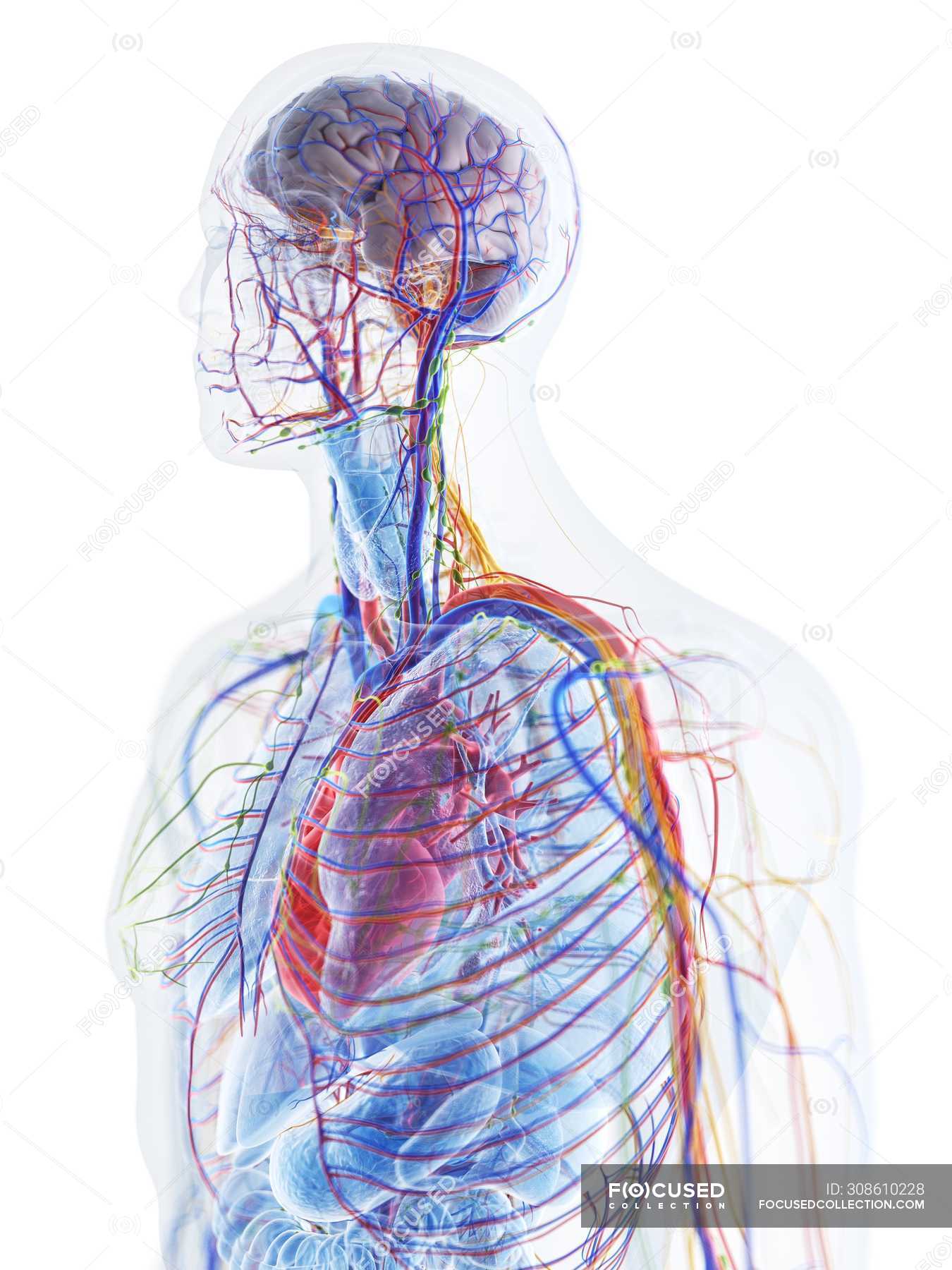 Human Body Model Showing Male Anatomy And Blood Vessels Digital Illustration Transparent Biological Stock Photo 308610228