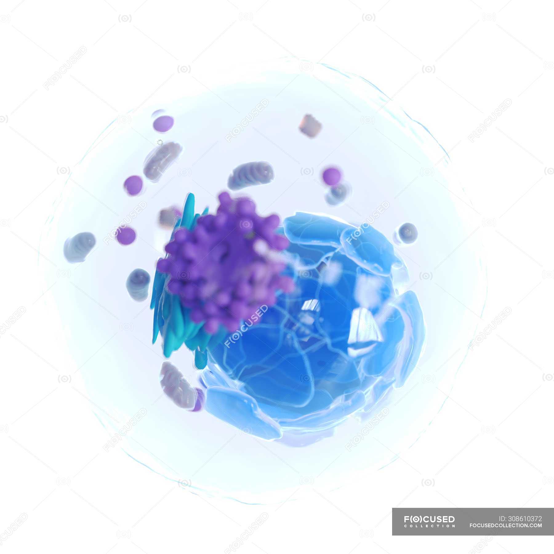 Abstract animal cell on white background, digital illustration. — science,  functional - Stock Photo | #308610372