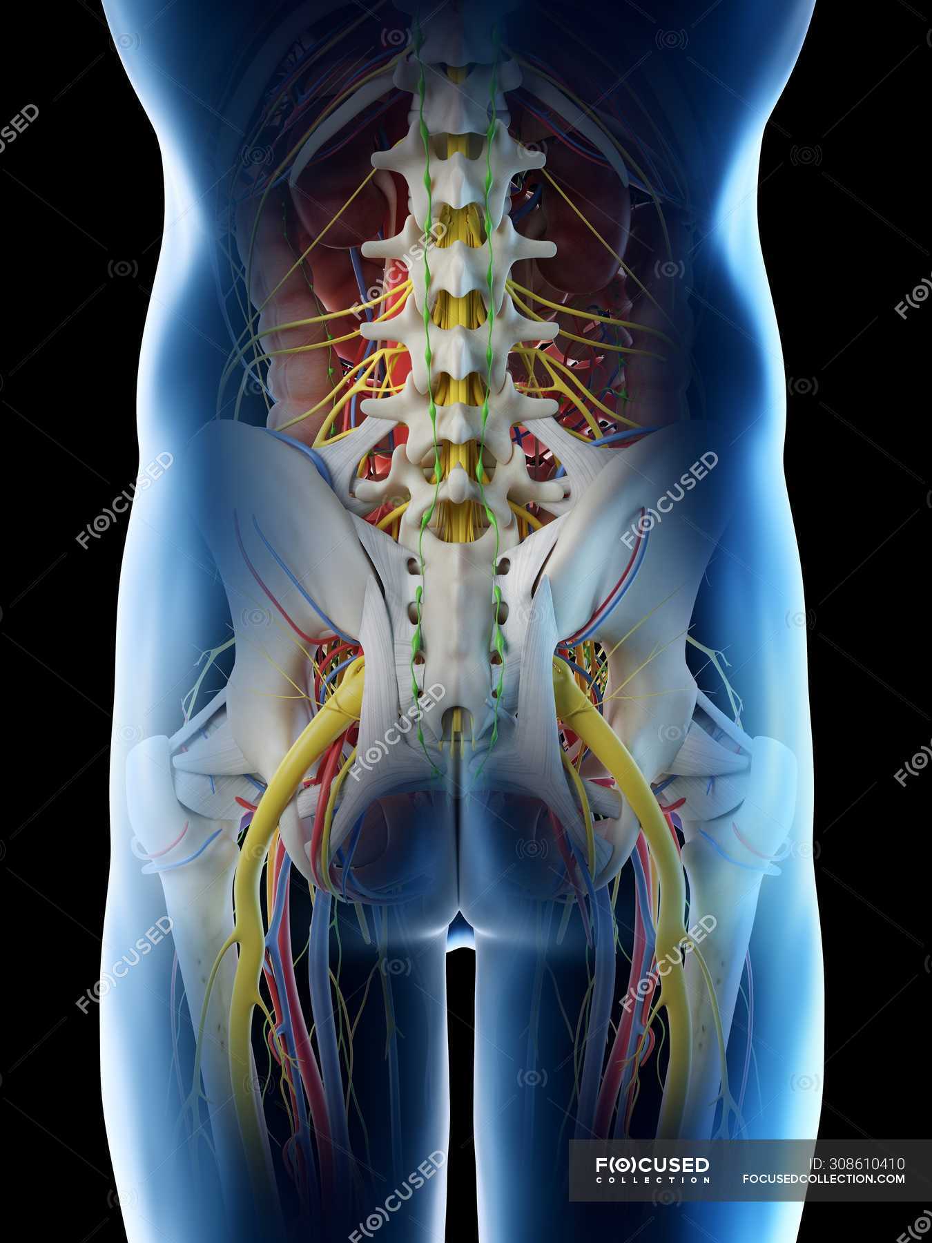 Male Pelvis Anatomy Digital Illustration Human Anatomy Graphic Stock Photo 308610410