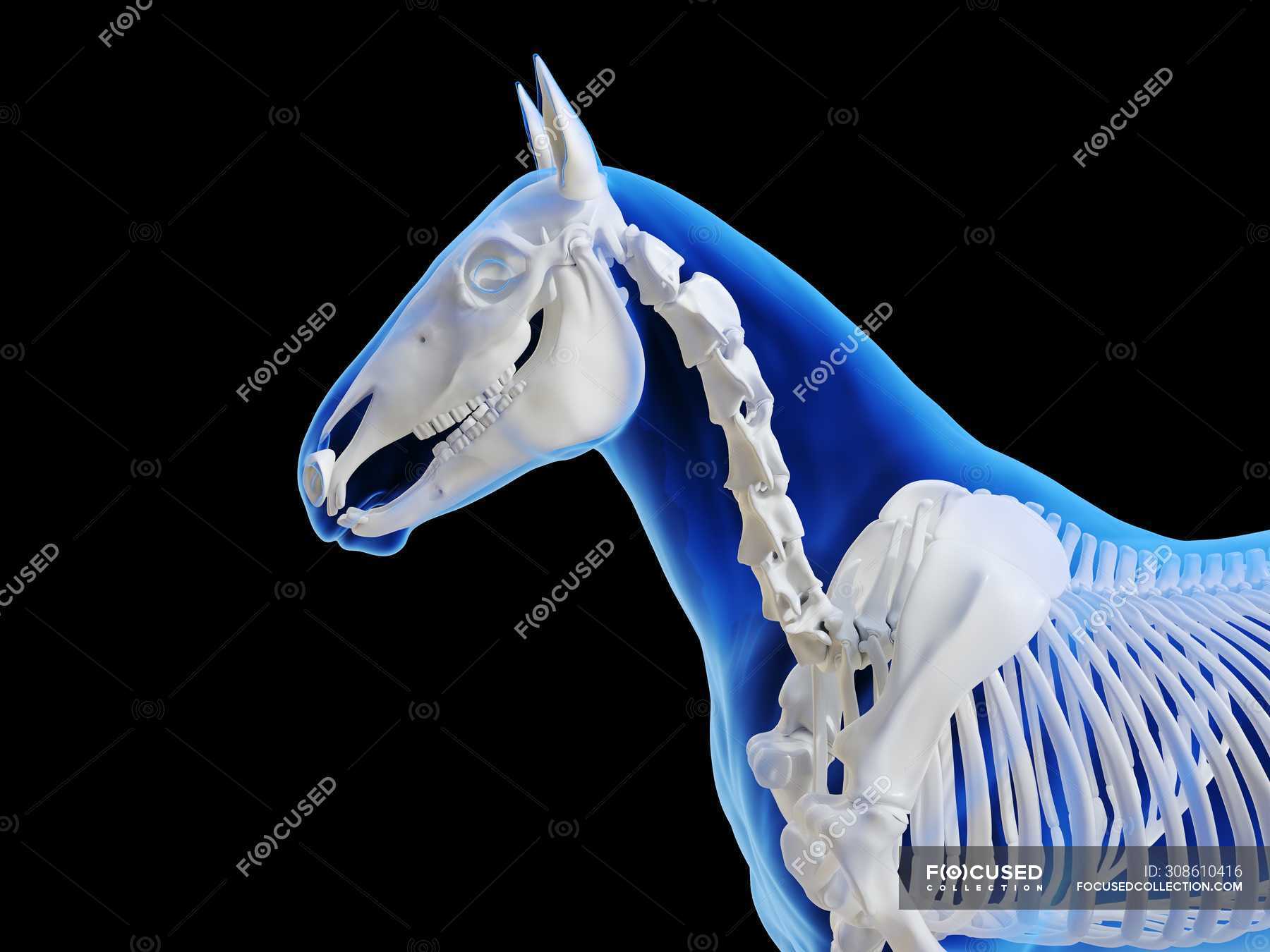 Конструктор лошадь скелет с синим глазом