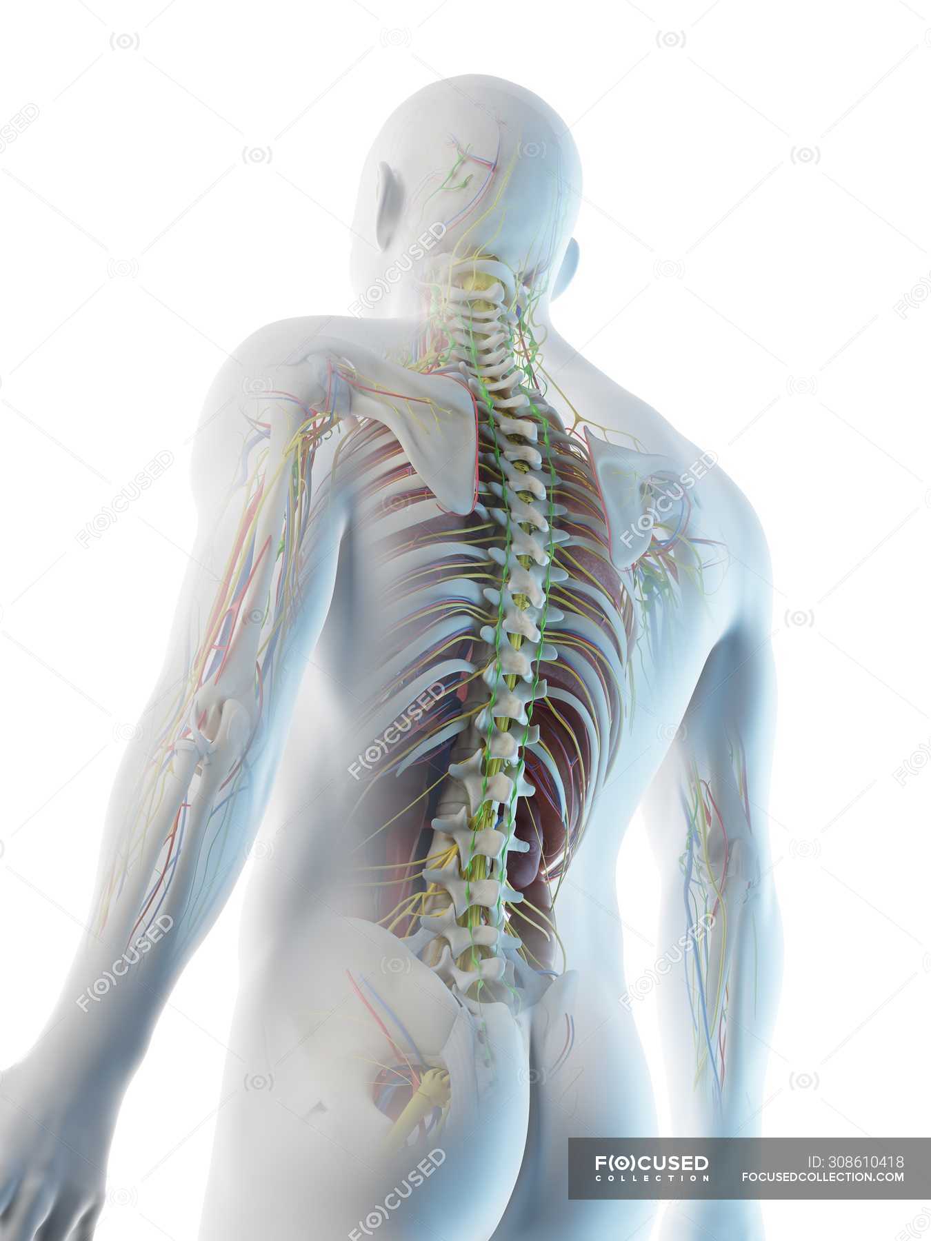 Low Angle Rear View Of Human Silhouette Showing Male Anatomy Digital Illustration 3d Render Blood Vessels Stock Photo 308610418