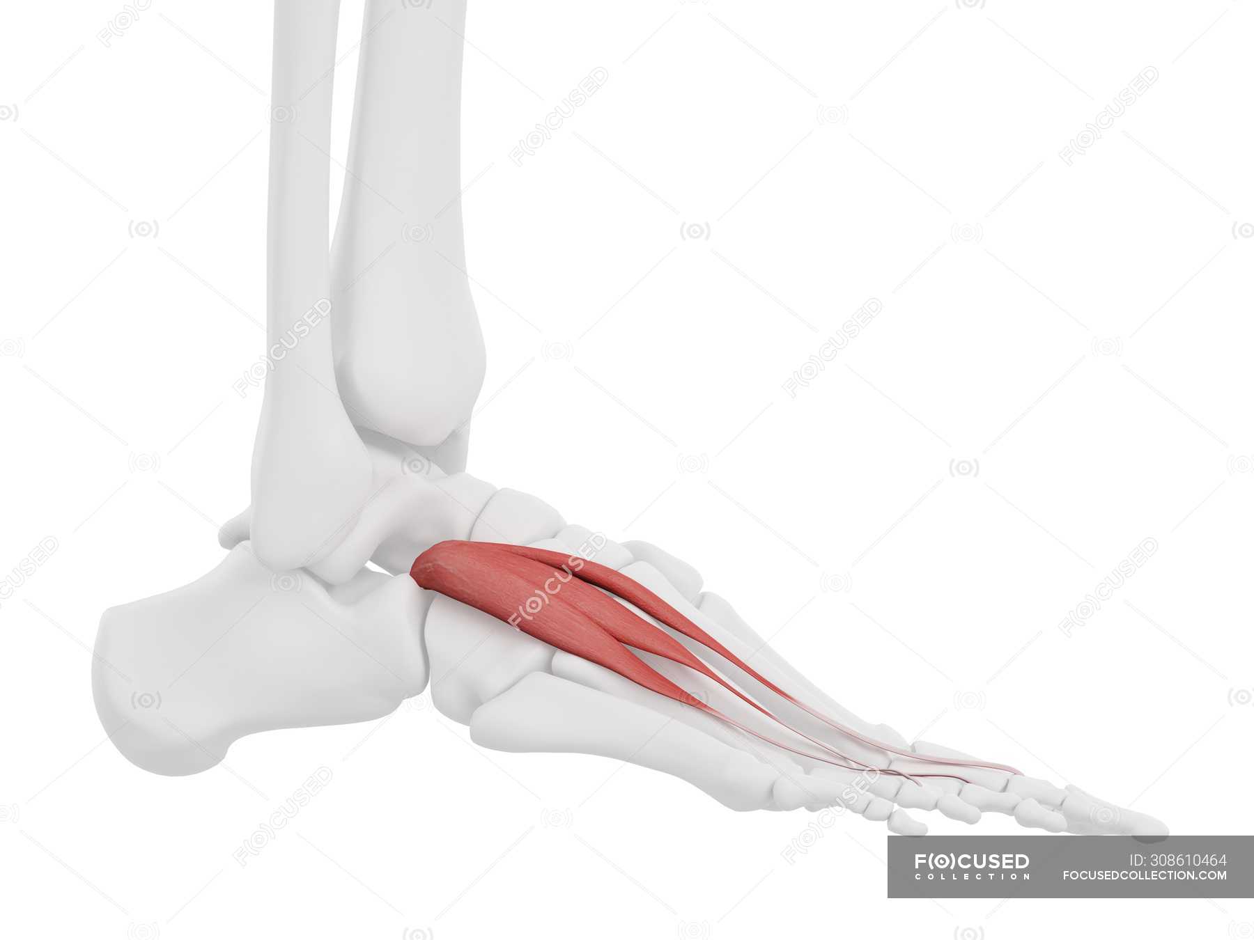 Human skeleton part with detailed red Extensor digitorum brevis muscle ...