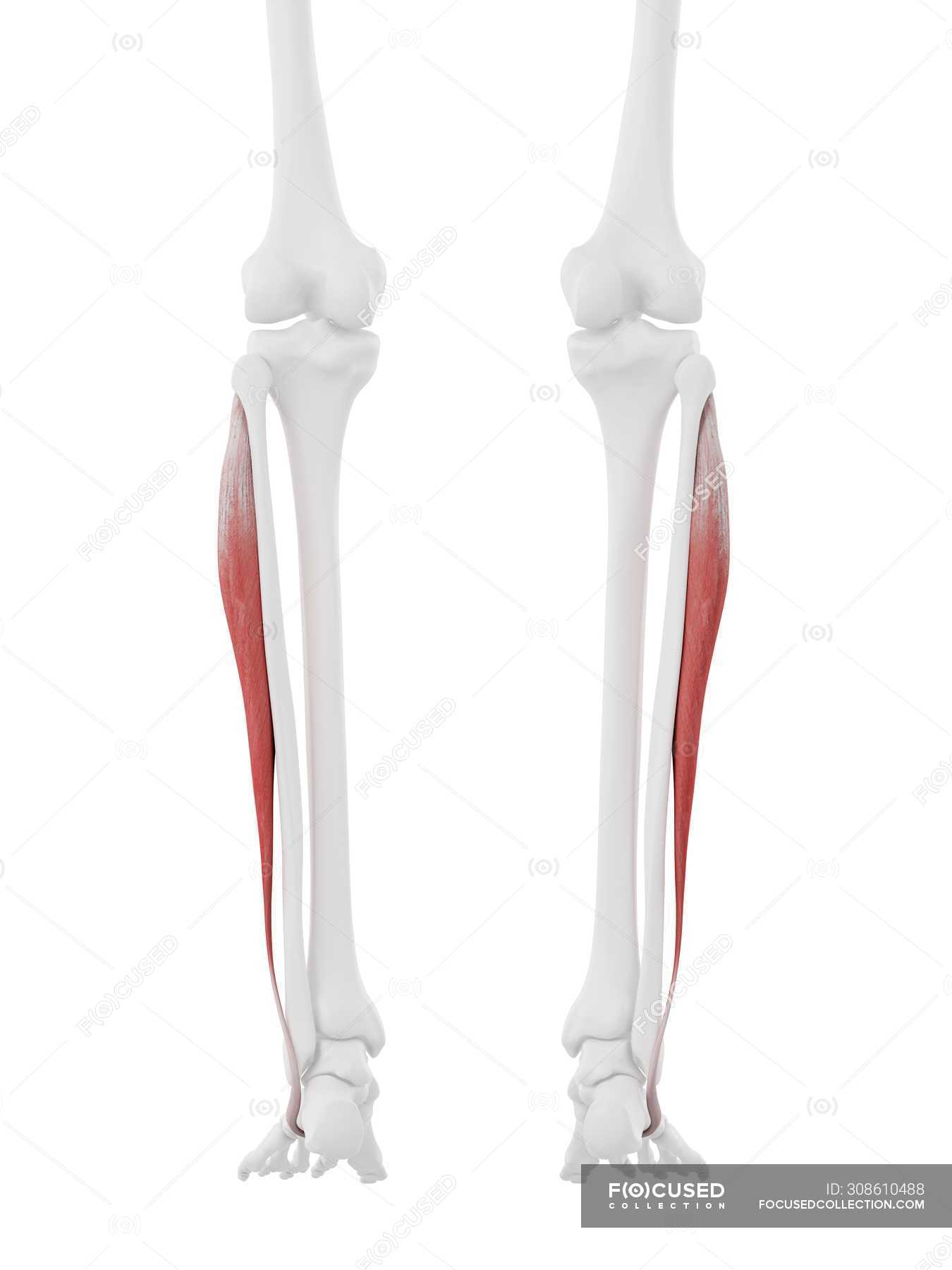 Human skeleton with red colored Peroneus longus muscle, digital ...