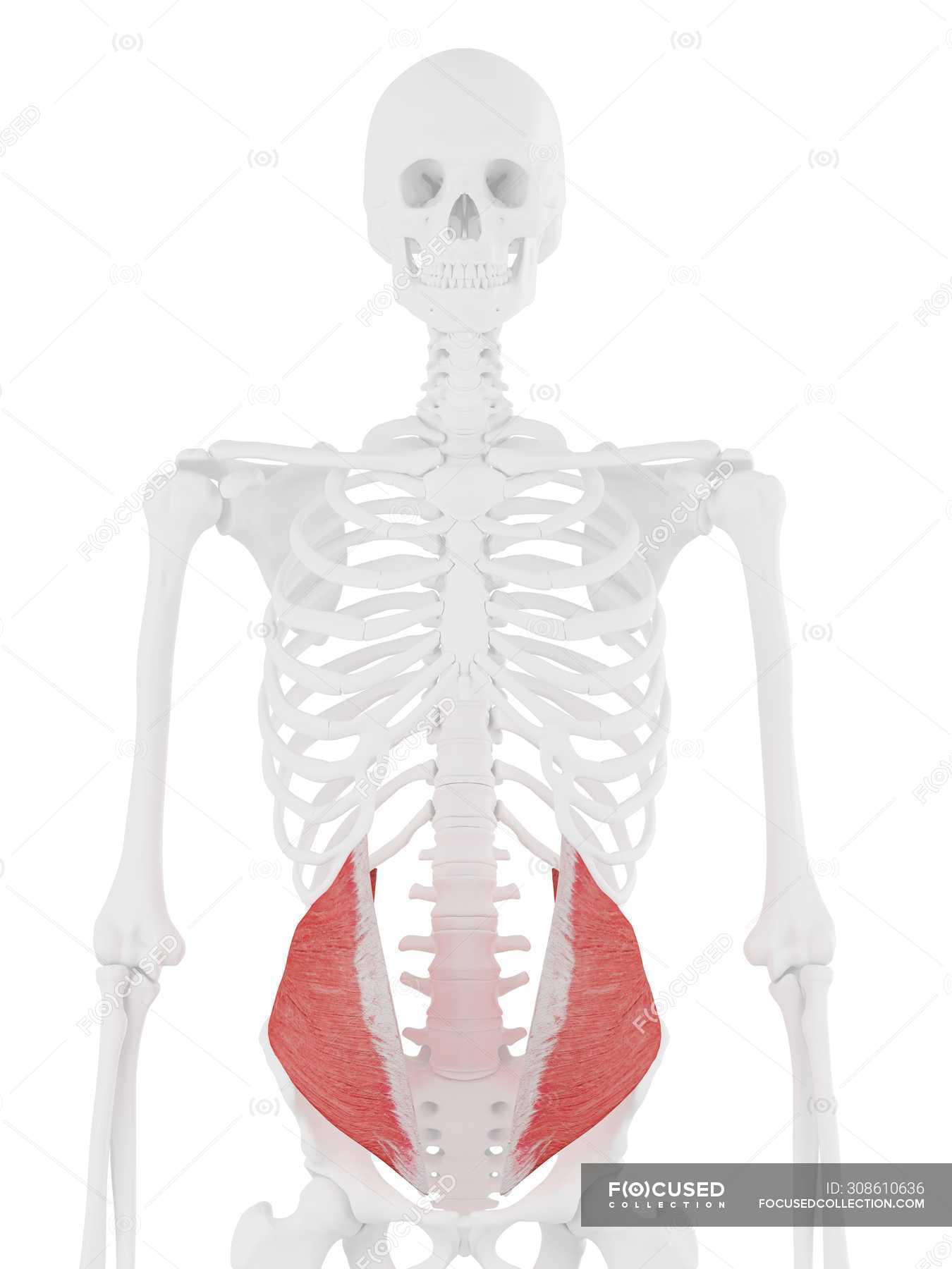 Human skeleton with detailed red Internal oblique muscle, digital ...