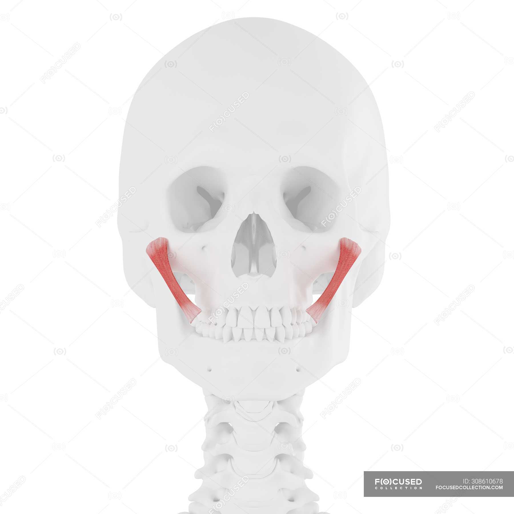 Human skeleton model with detailed Zygomaticus major muscle, computer ...