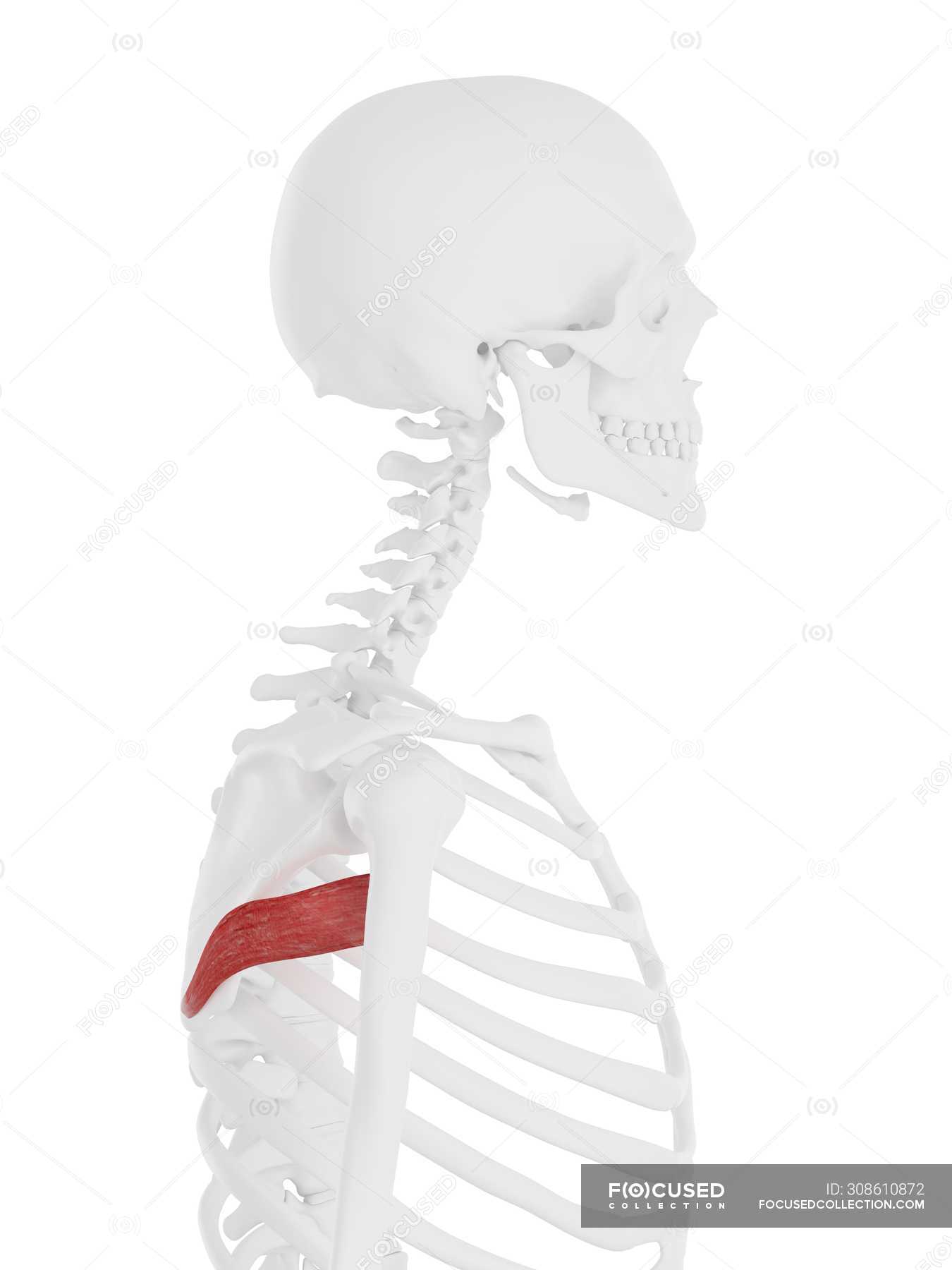 Human skeleton model with detailed Teres major muscle, computer ...