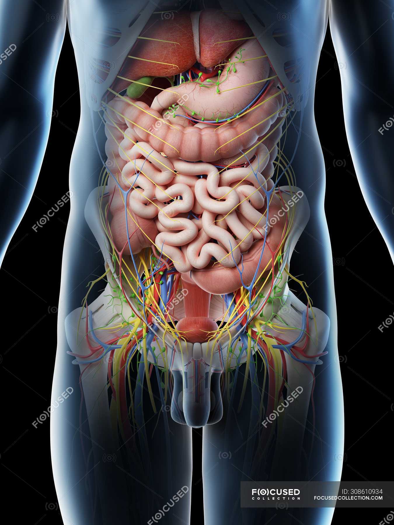 Male abdominal organs, midsection, digital illustration. — colon
