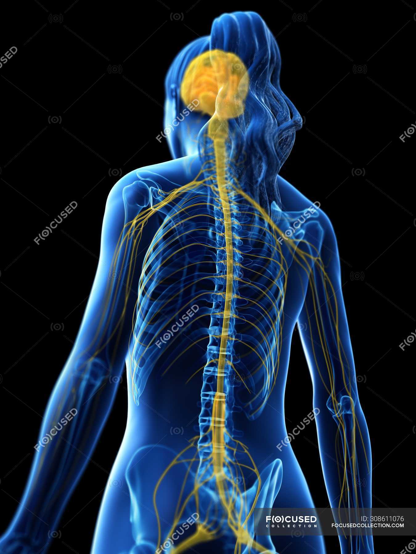 Abstract Female Silhouette With Visible Brain And Spinal Cord Of Nervous System Computer 4393