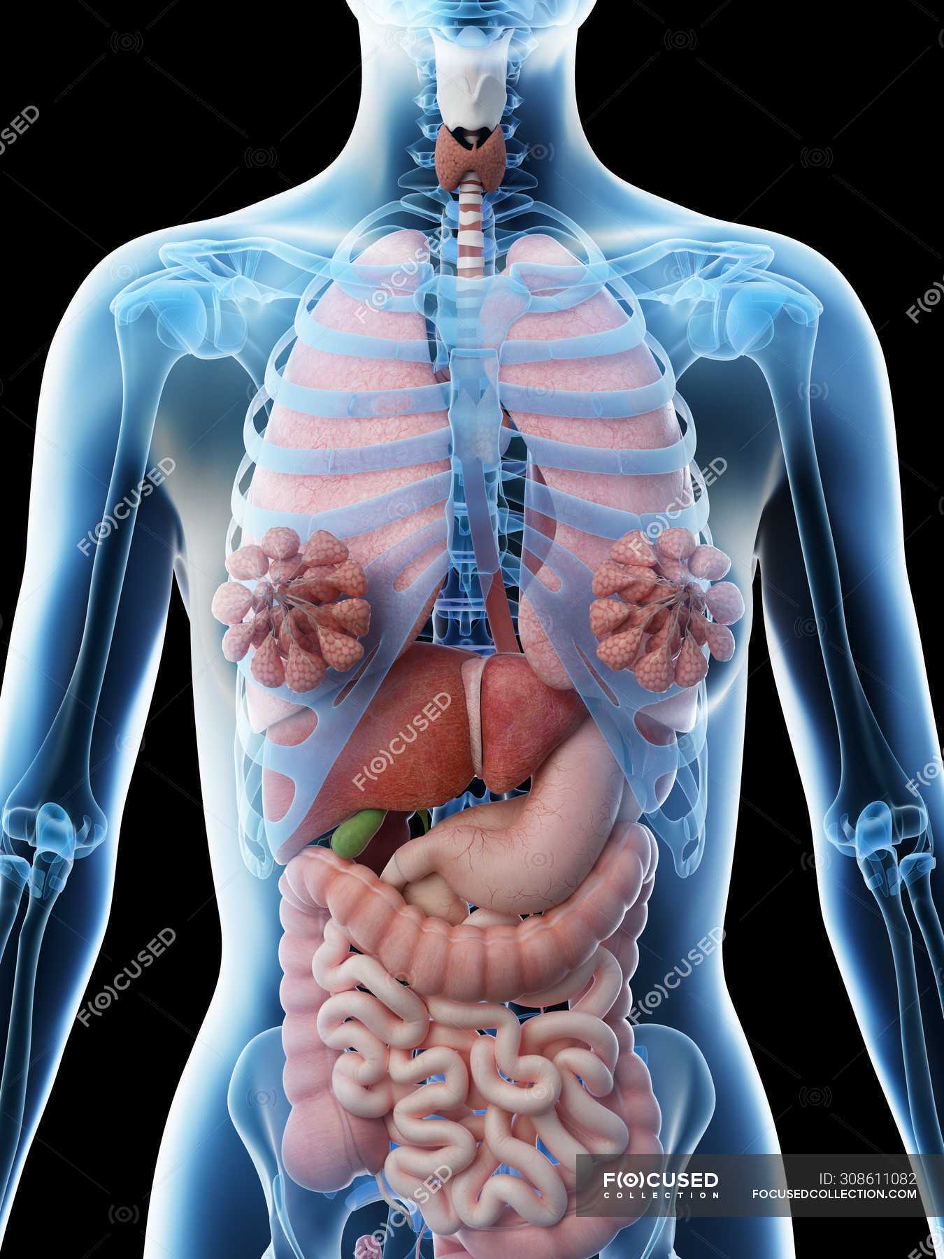 liver position in human body