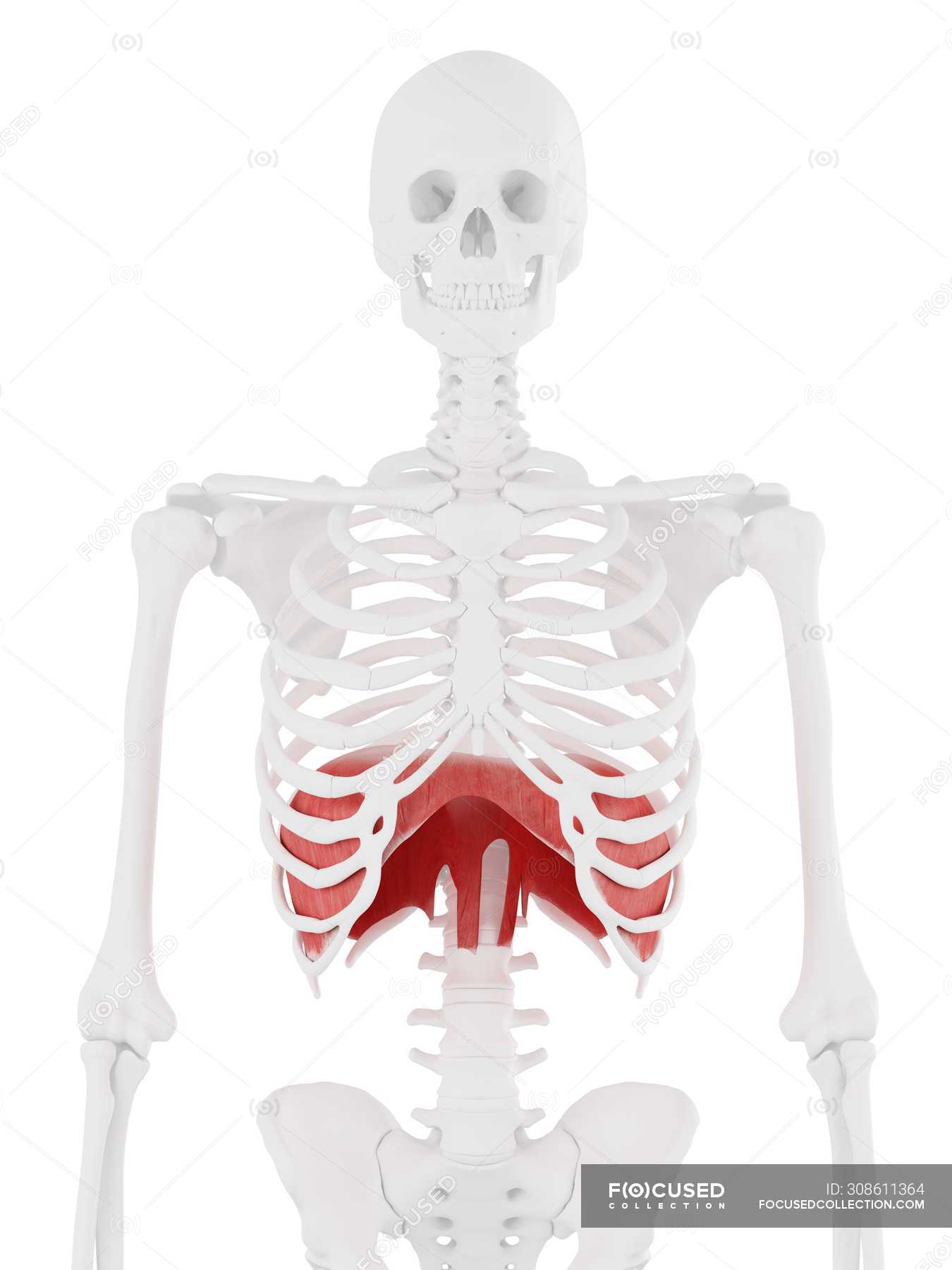 Diaphragm in human skeleton body, digital illustration. — musculature ...