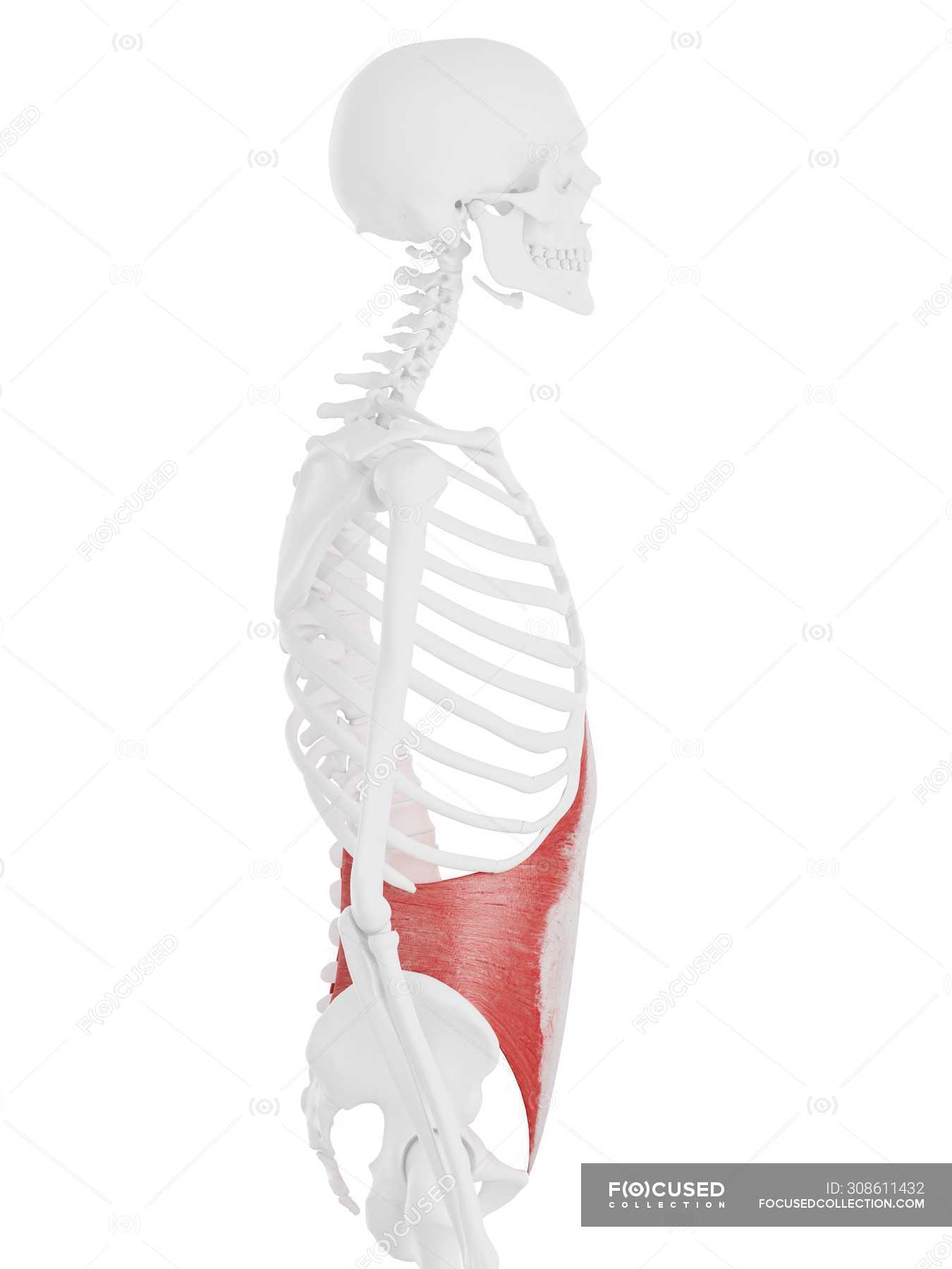 Human skeleton model with detailed Transversus abdominis muscle ...