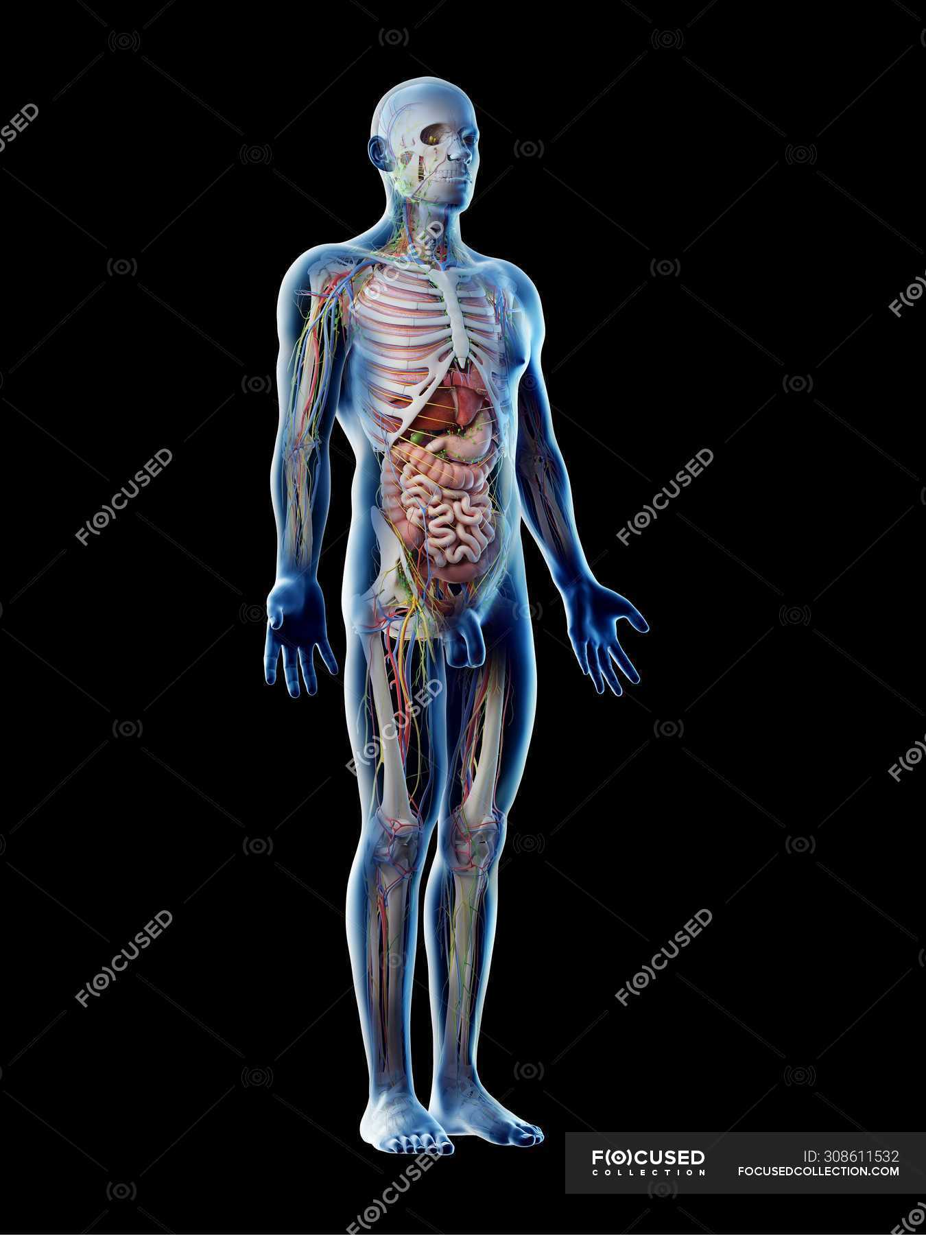 Transparent body model showing male anatomy and internal organs ...