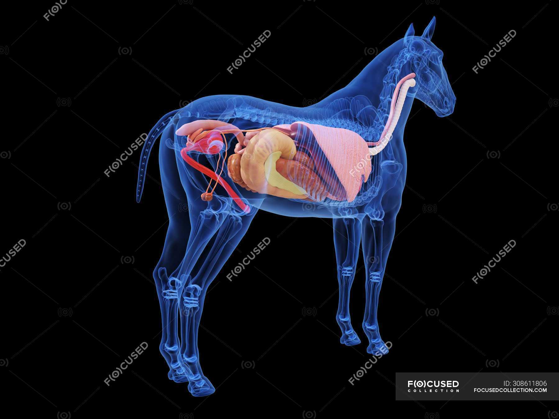 Horse Anatomy Kidney Location at Frances Chavez blog