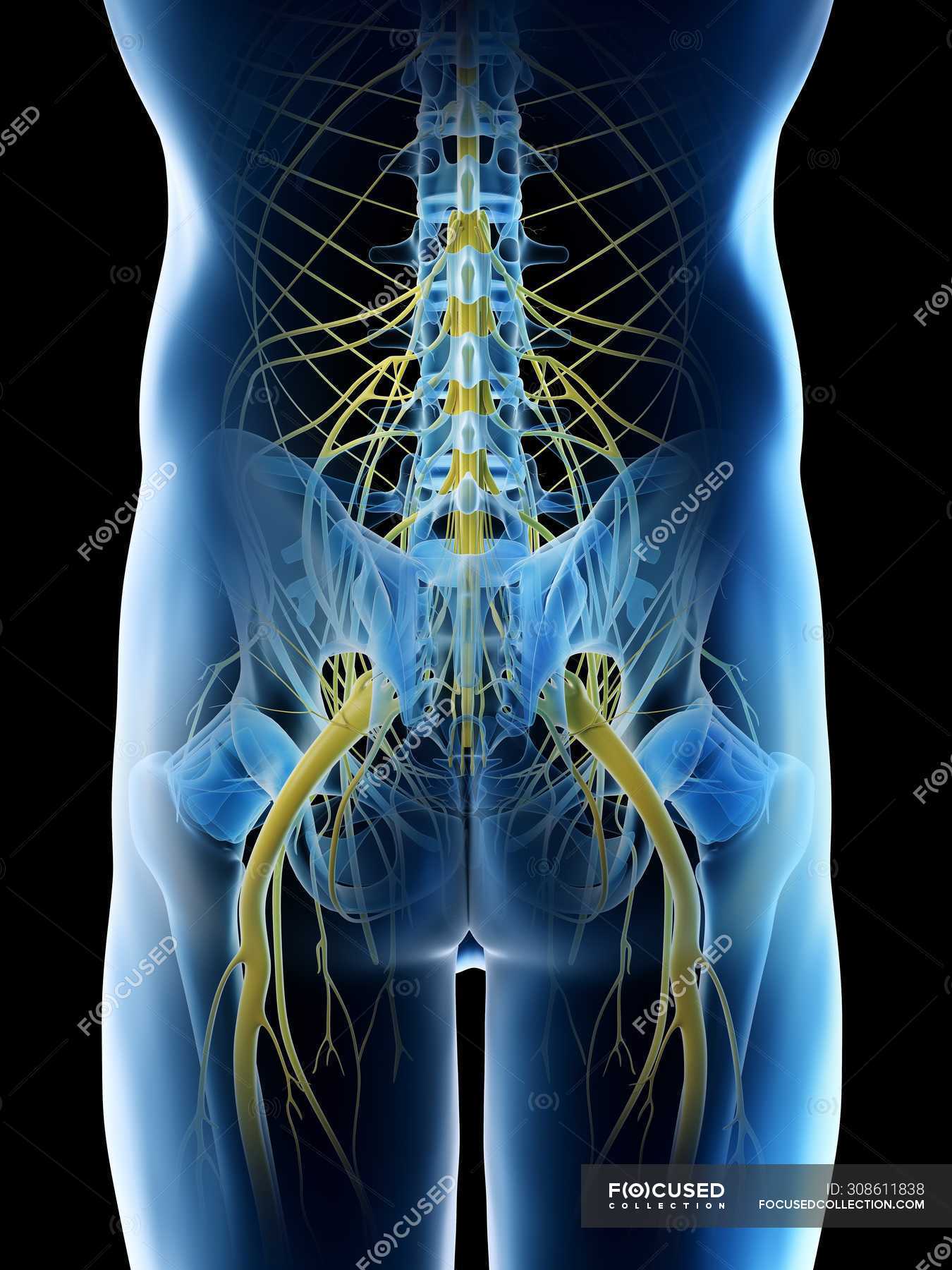Нервная система таза человека