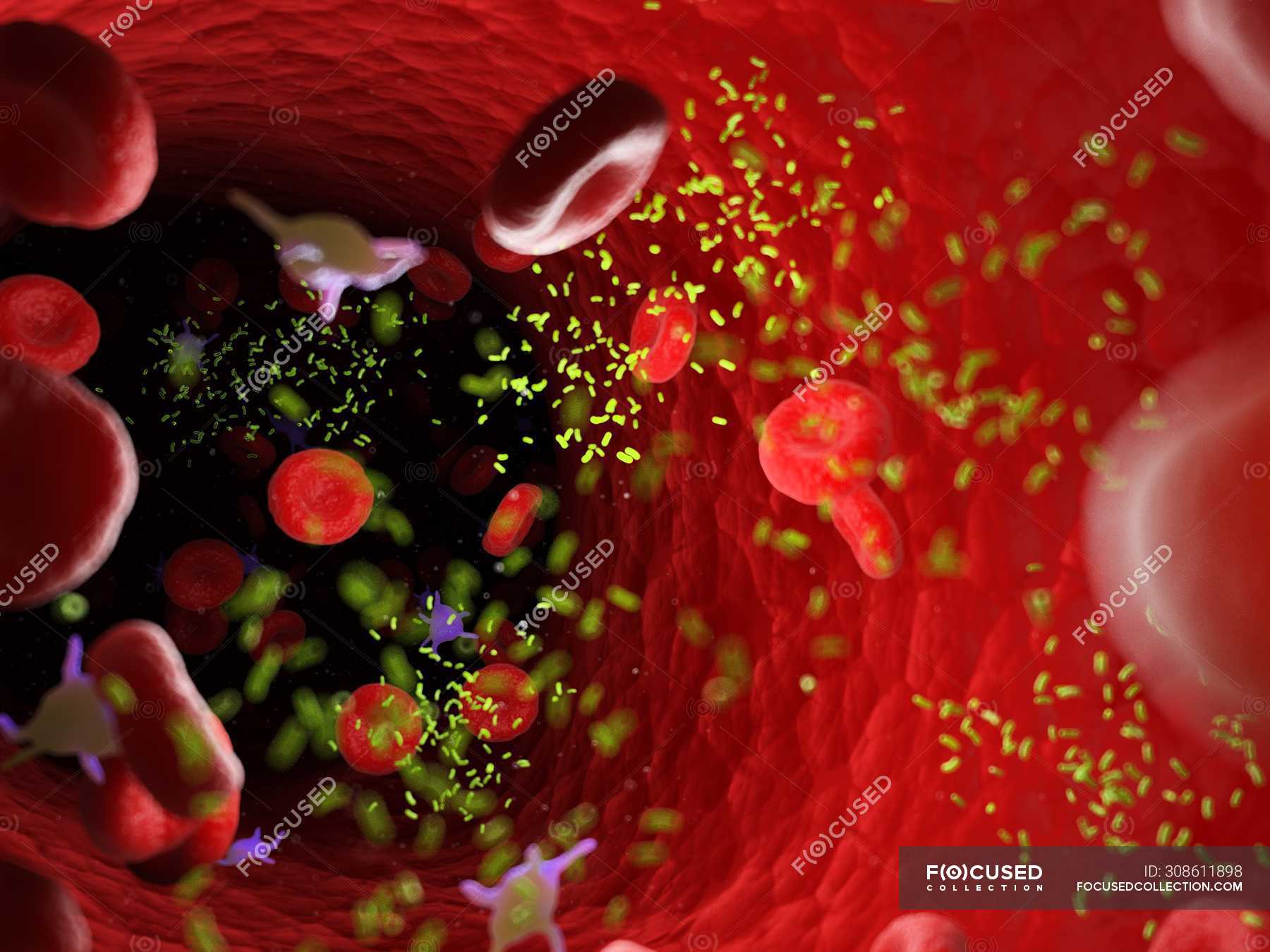 Bacteria Amidst Blood Cells In Blood Vessel Digital Illustration   Focused 308611898 Stock Photo Bacteria Amidst Blood Cells Blood 