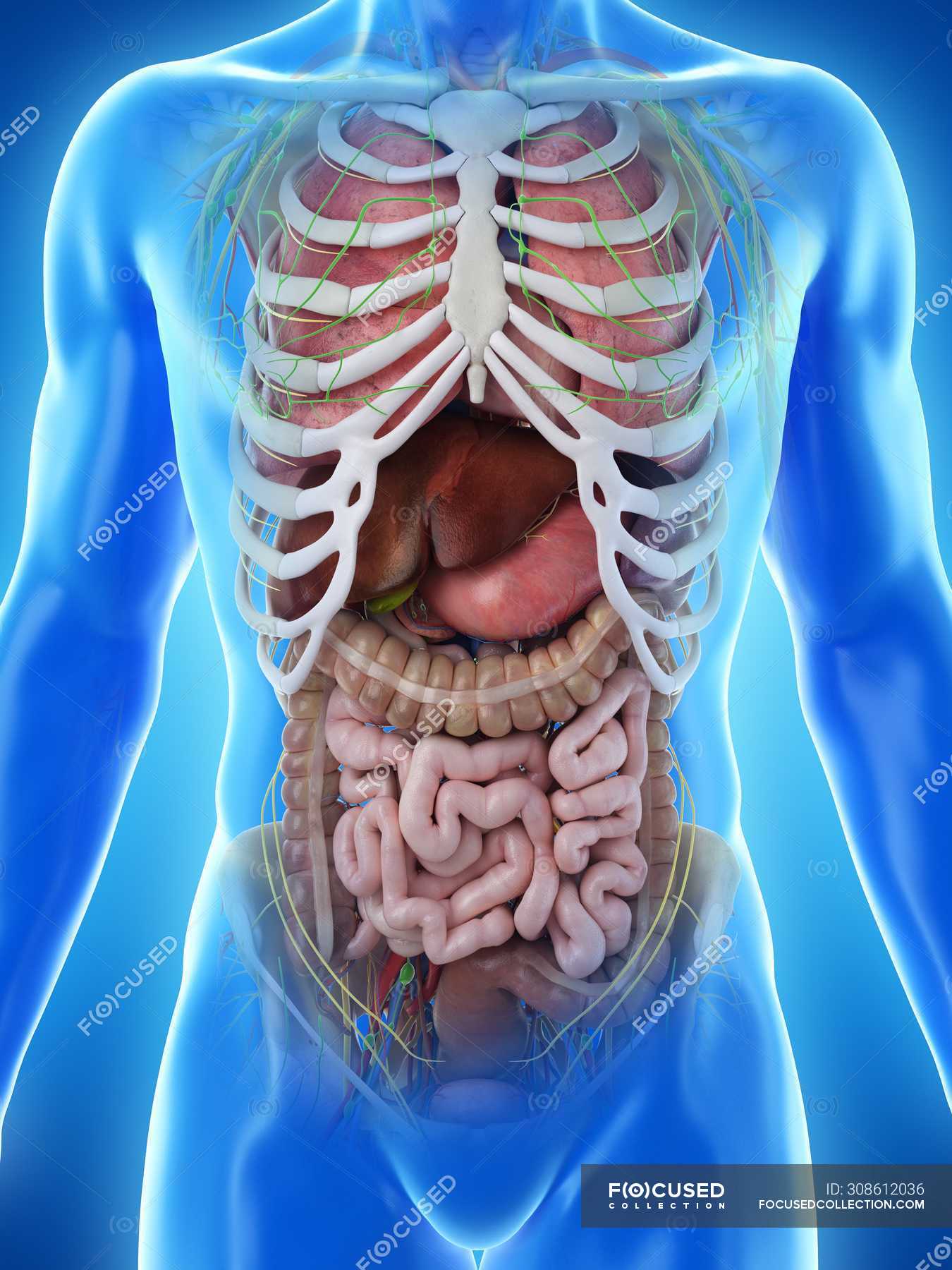 internal organs male body