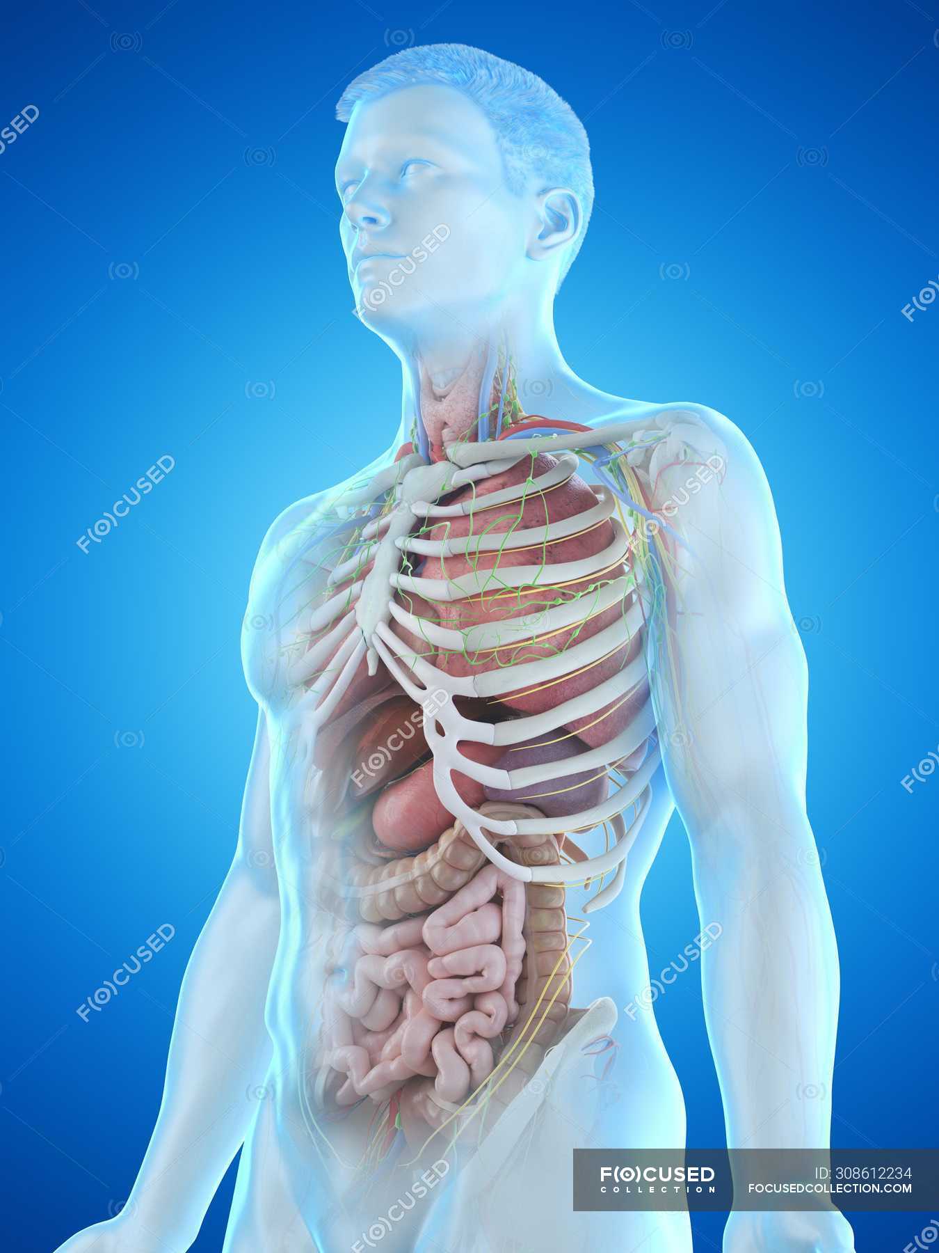 Realistic human body model showing male anatomy with internal organs