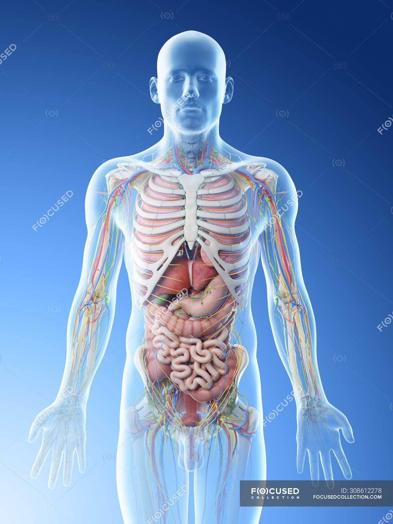 Male Human Anatomy Internal Organs : Male Endocrine System Human