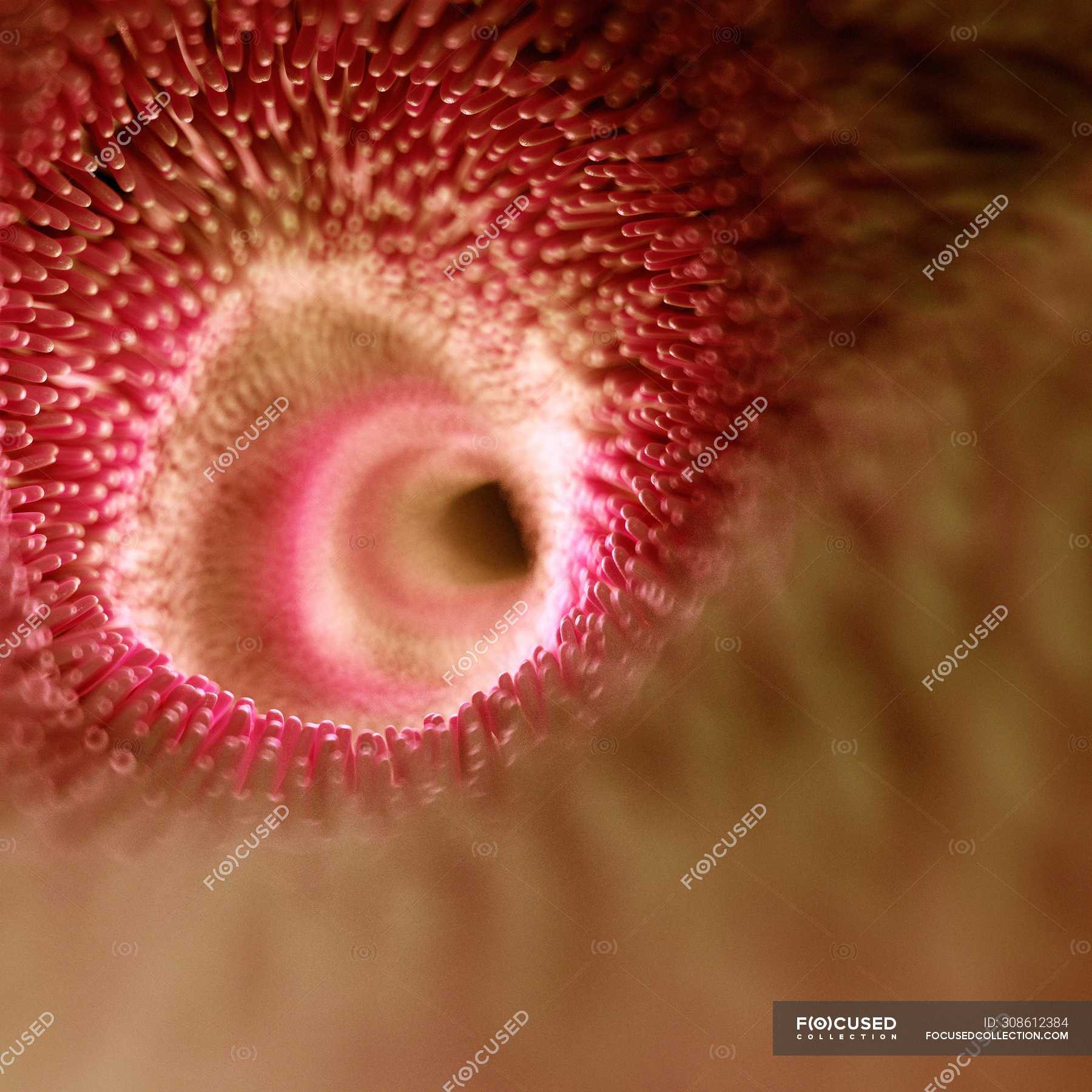 Menschliche Darmzotten, Computerillustration. — Anatomie