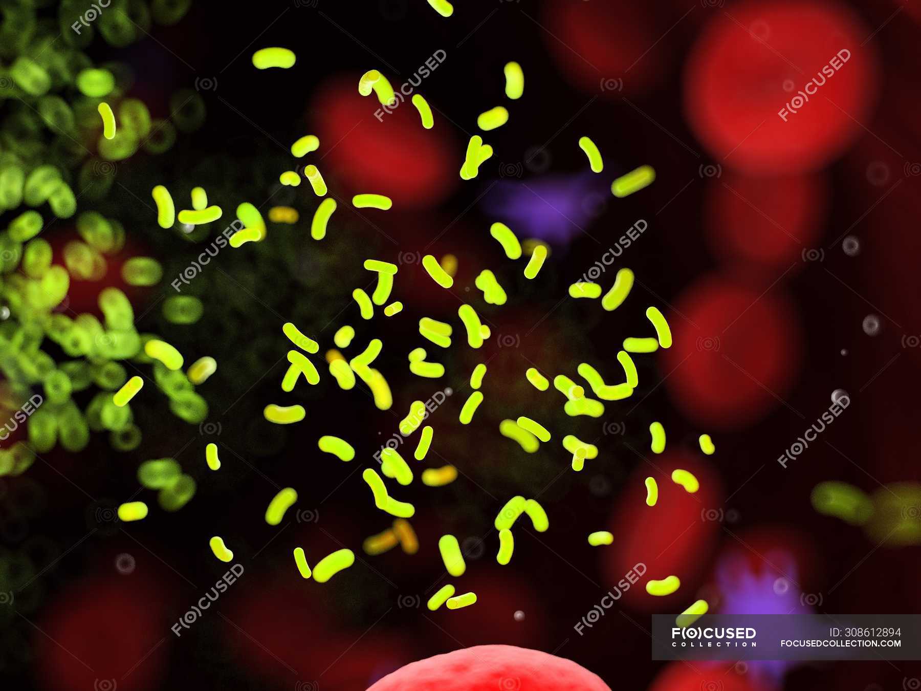 Bacteria amidst blood cells in blood vessel, digital illustration ...