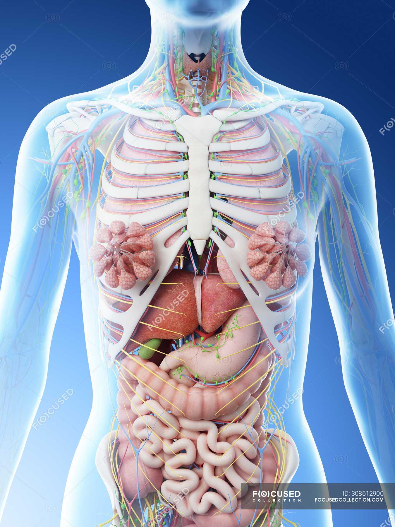 Female upper body anatomy and internal organs, computer illustration. — 3d rendering, blue ...