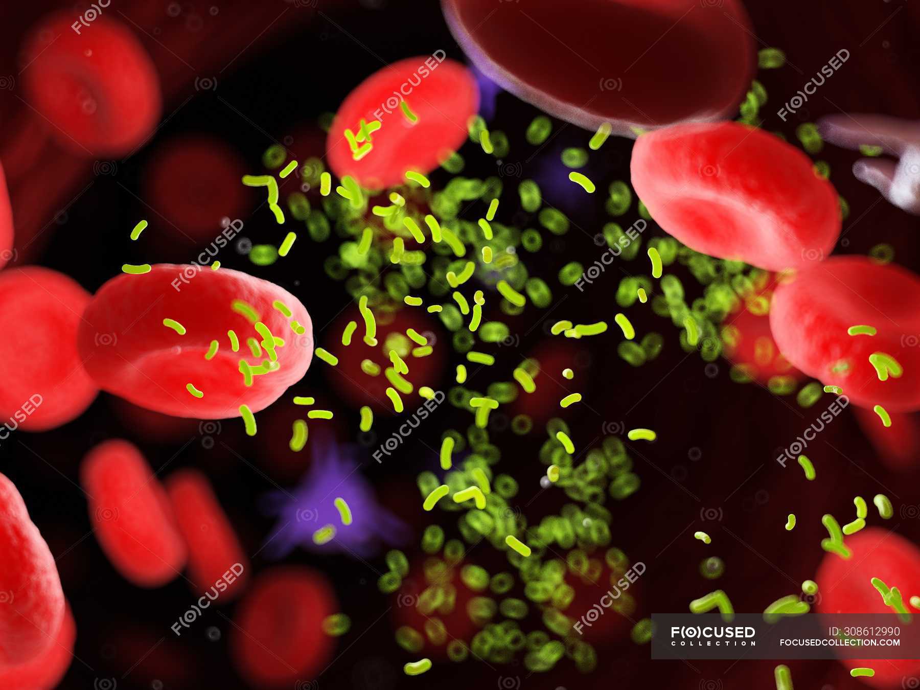 Bacteria Amidst Blood Cells In Blood Vessel Digital Illustration   Focused 308612990 Stock Photo Bacteria Amidst Blood Cells Blood 