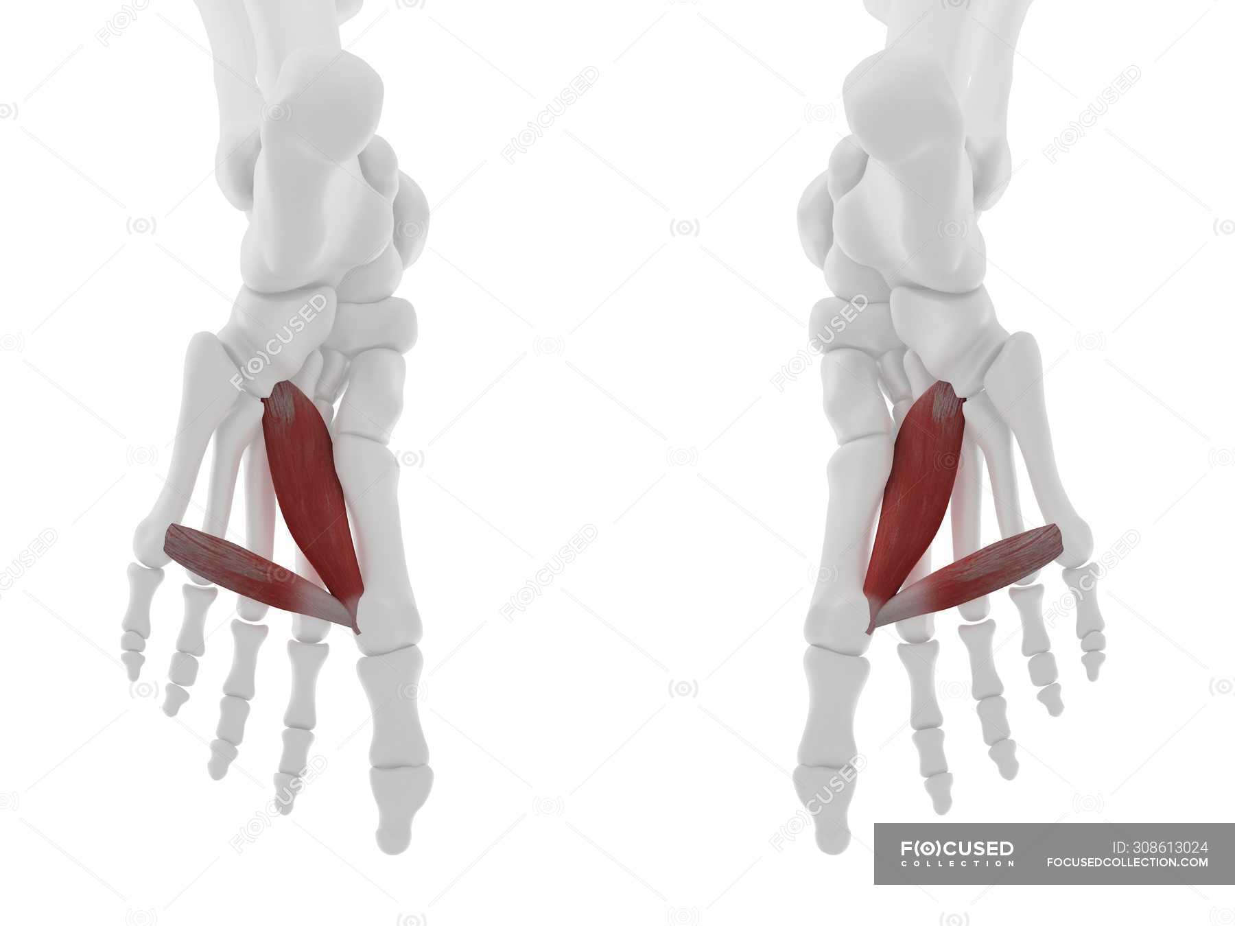 Human Skeleton Part With Detailed Red Extensor Halluc Vrogue Co
