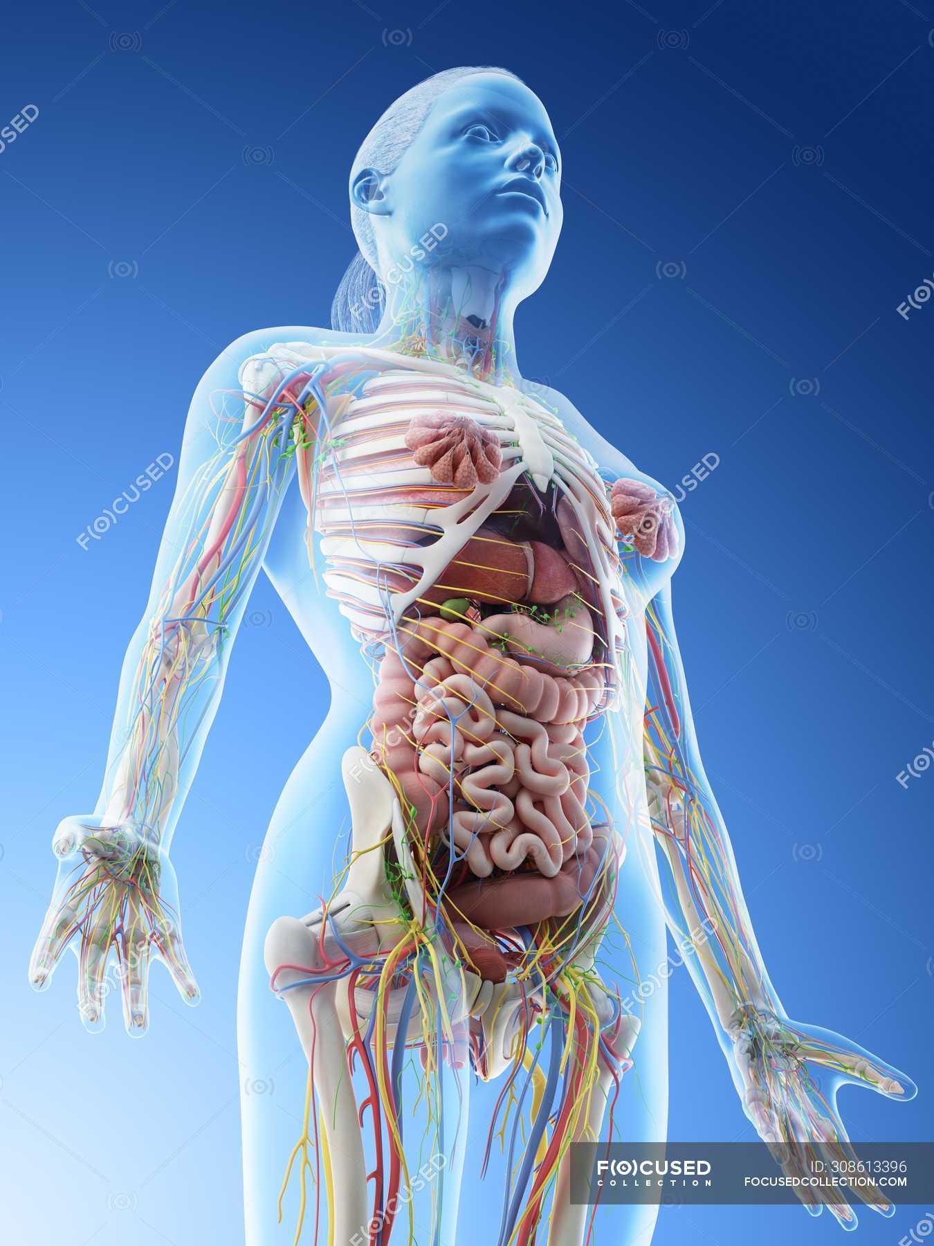 Female upper body anatomy and internal organs, computer illustration