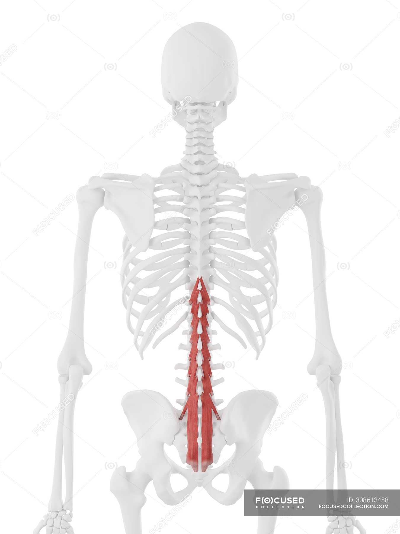 Human skeleton with red colored Multifidus muscle, digital illustration ...