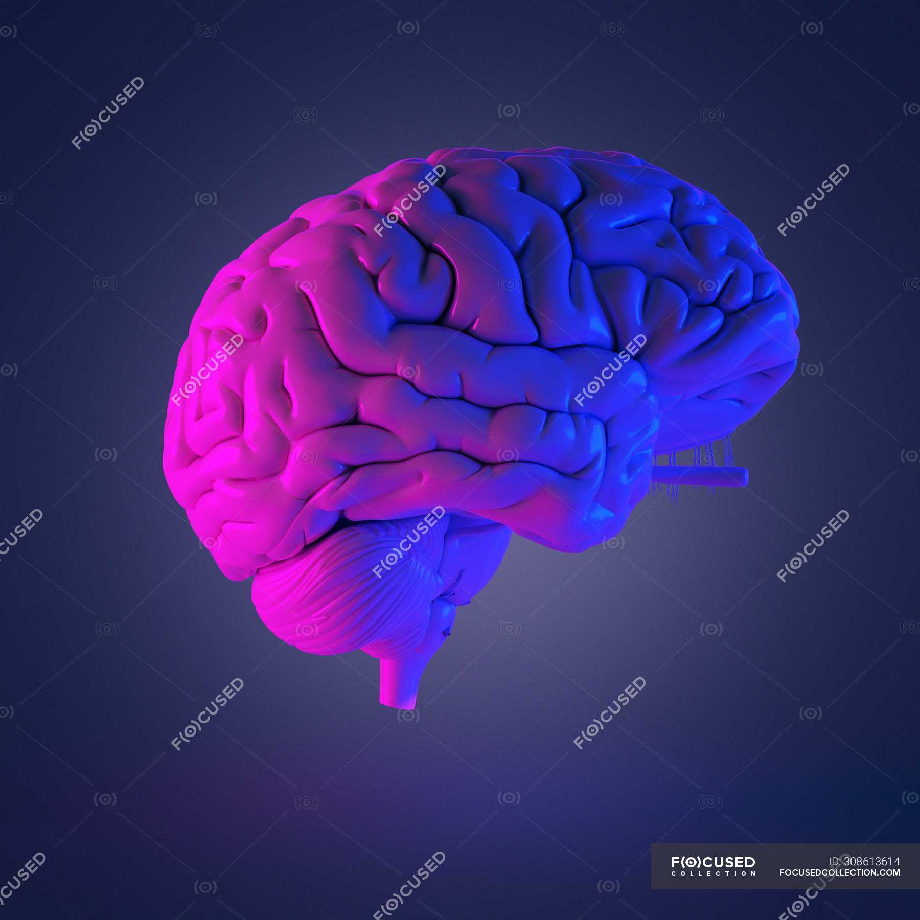 Реферат: Головной мозг человека