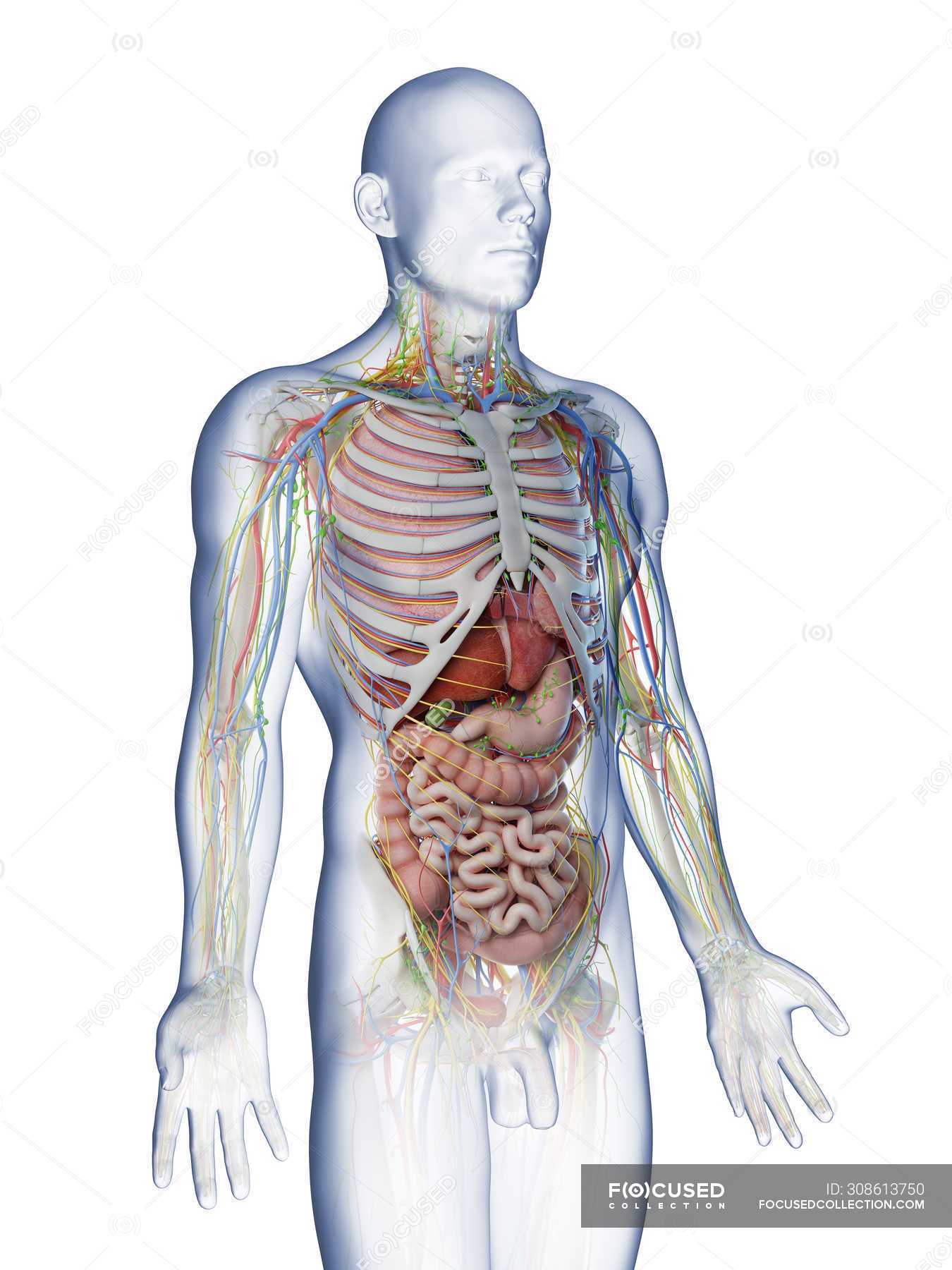 Male Upper Body Anatomy And Internal Organs Computer Illustration Blood Vessels Biological Stock Photo 308613750