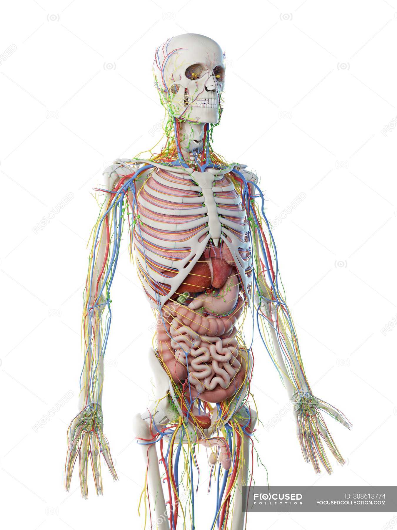 Male upper body anatomy and internal organs, computer ...