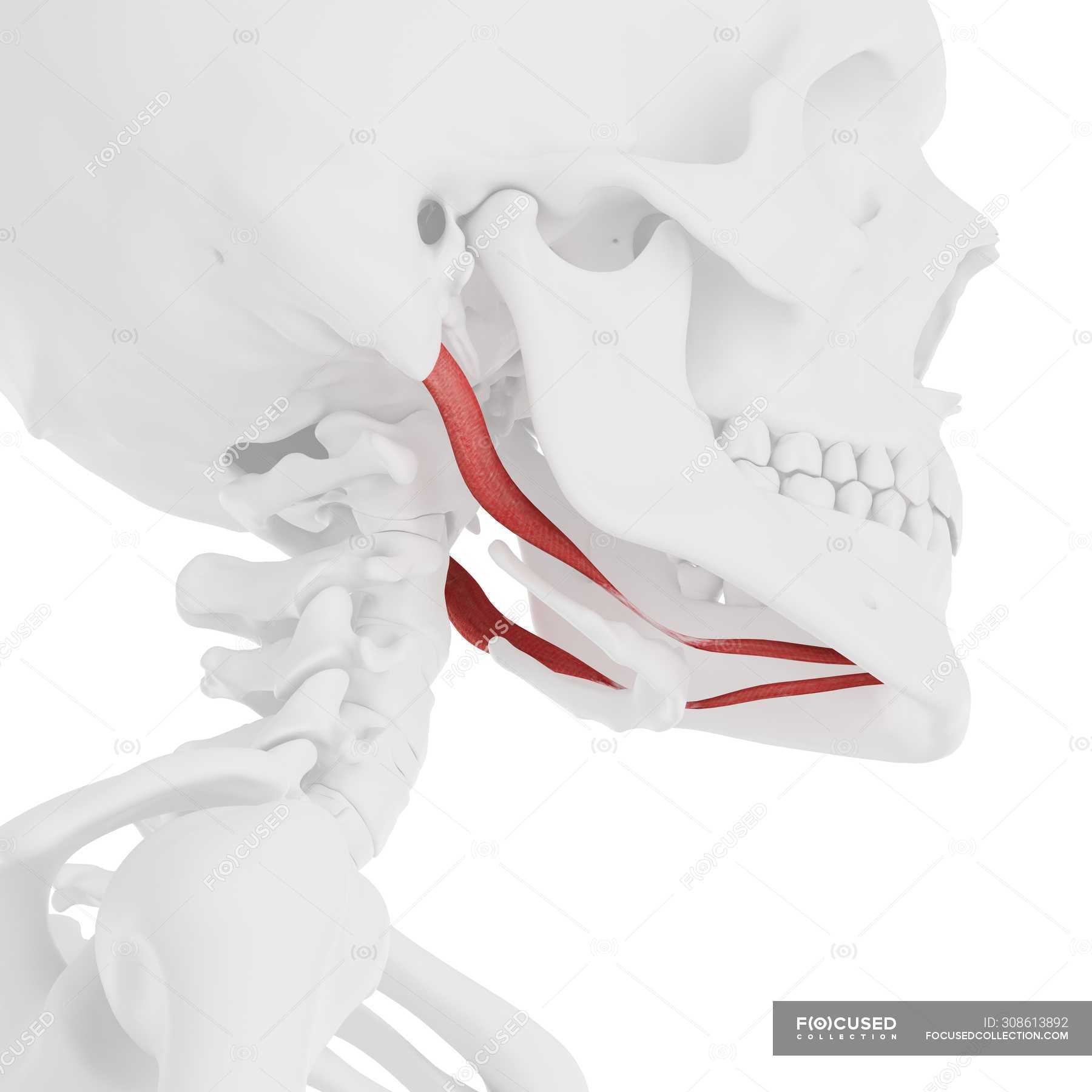 Human skull with detailed red Digastric muscle, digital illustration ...