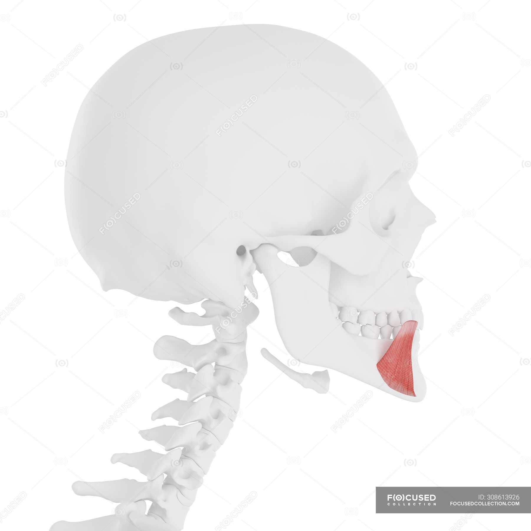 Human skull with detailed red Depressor anguli oris muscle, digital ...