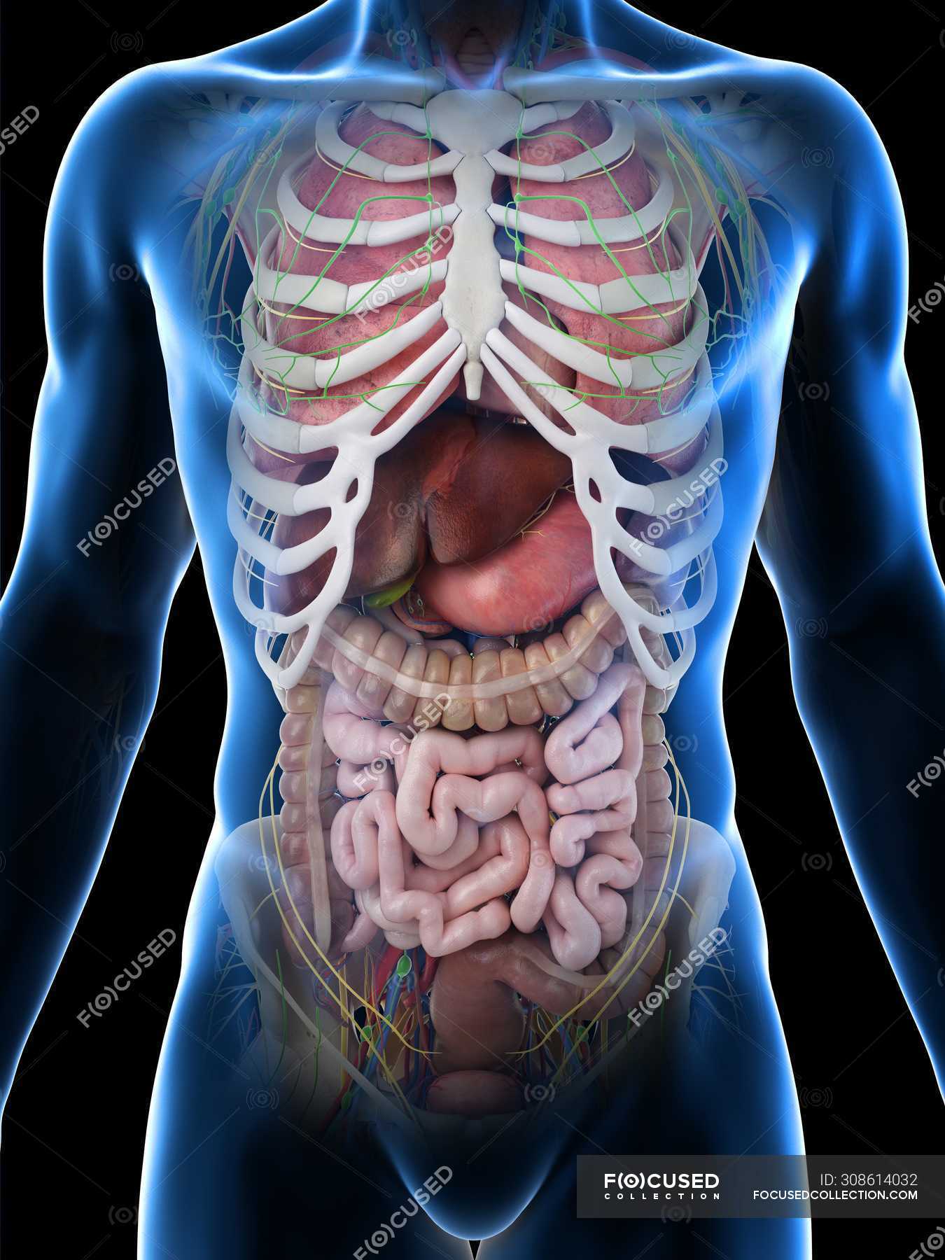 Image Showing Internal Organs In The Back / Realistic human body model
