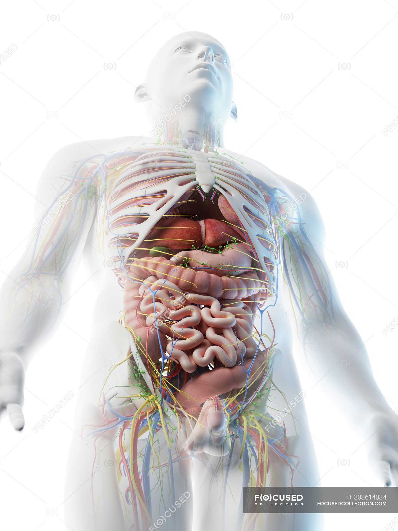 Male Upper Body Anatomy And Internal Organs In Low Angle View Computer Illustration Science Lymph Nodes Stock Photo 308614034