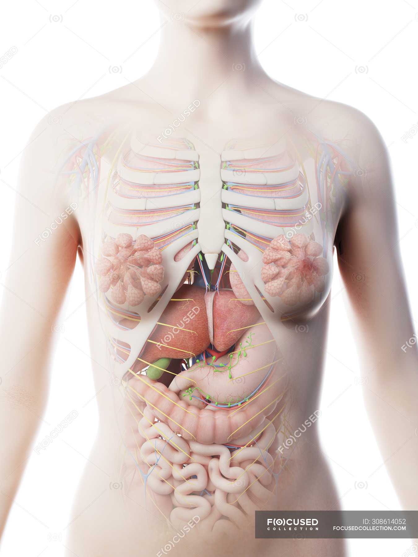 анатомия человека органы женщины фото