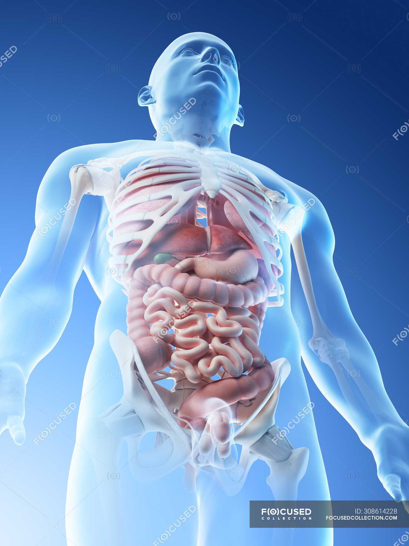 Transparent Body Model Showing Male Anatomy And Internal Organs Digital Illustration Human Anatomy Colon Stock Photo 308614228