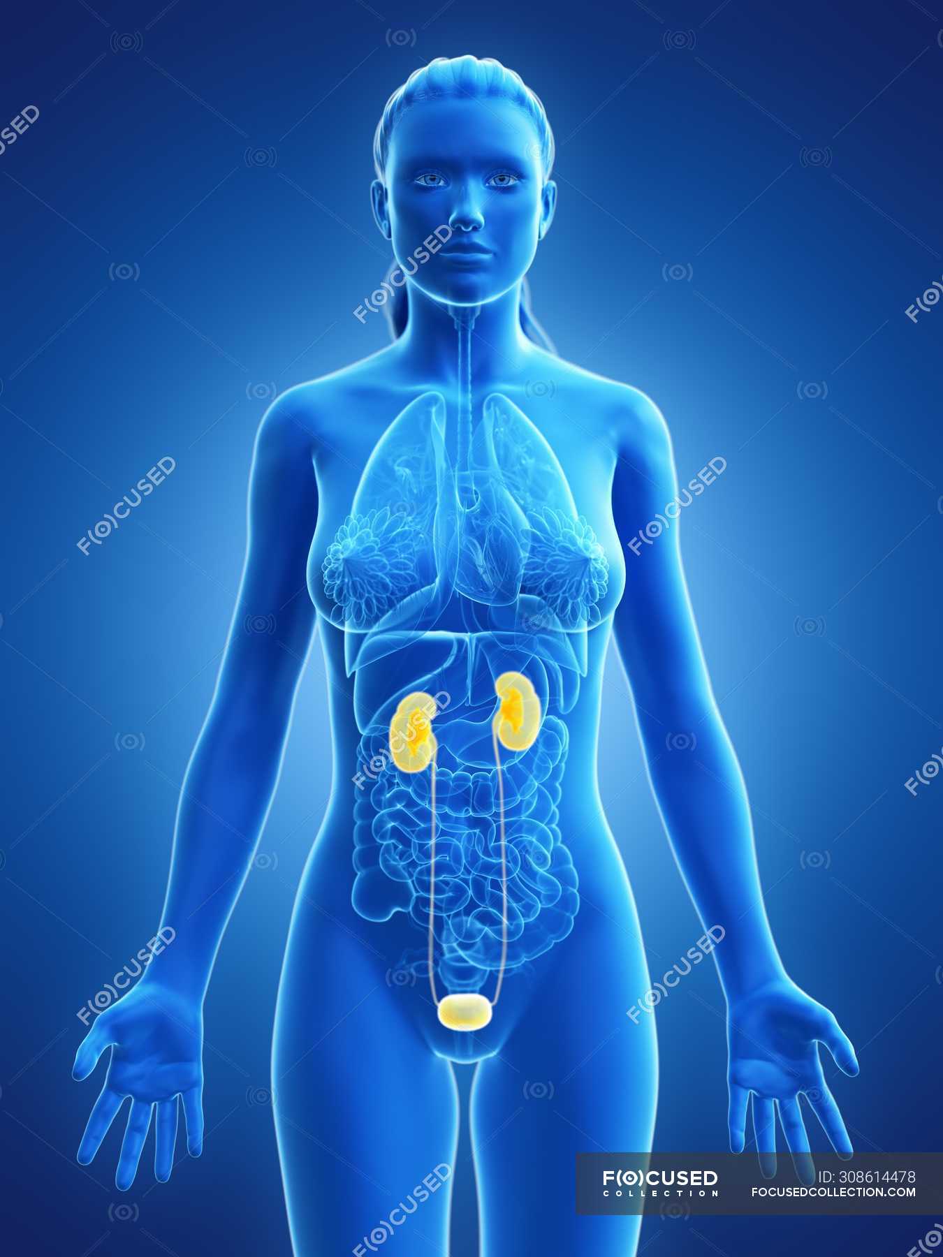female urinary system model