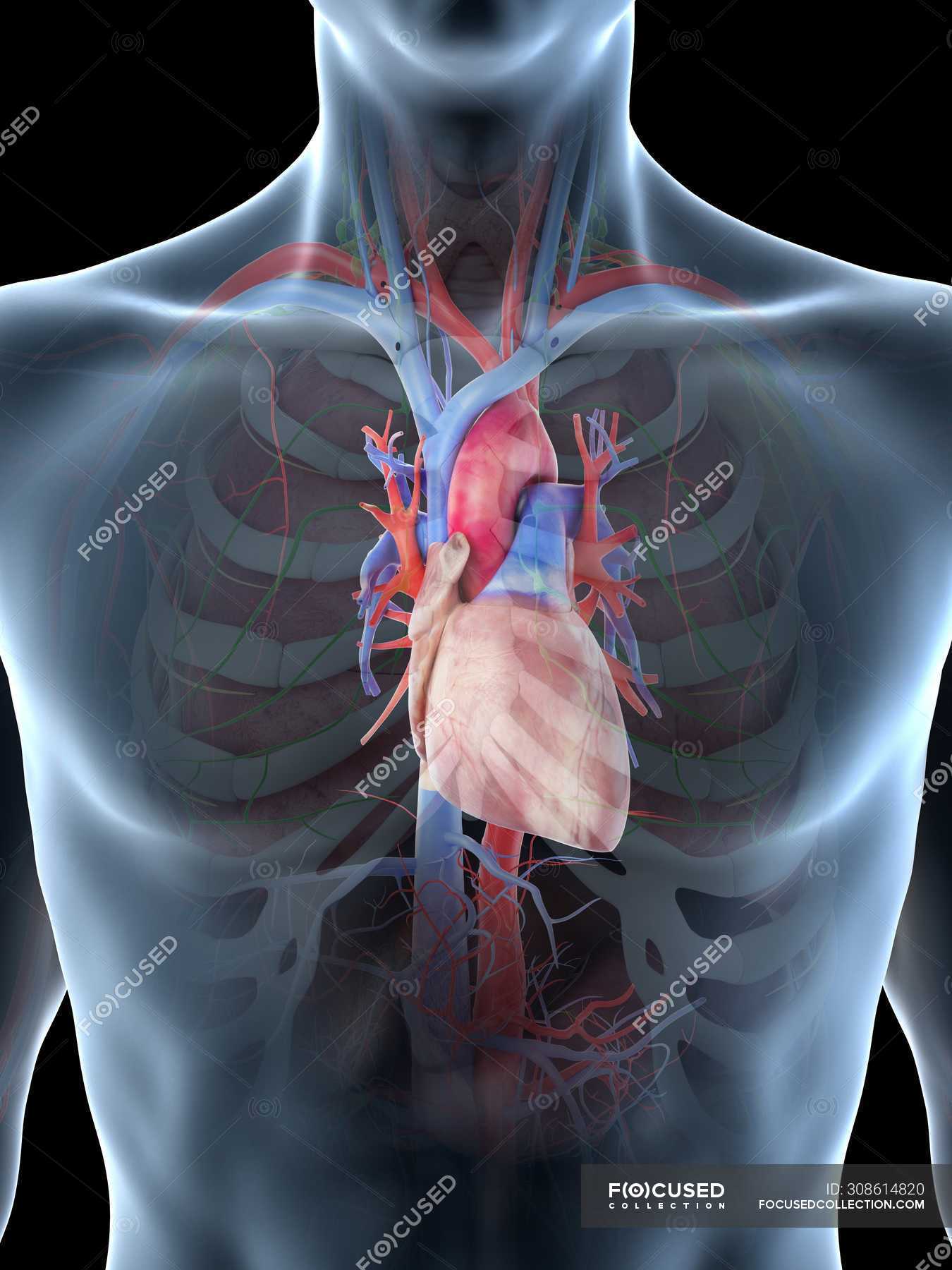 Anatomical Heart 3891