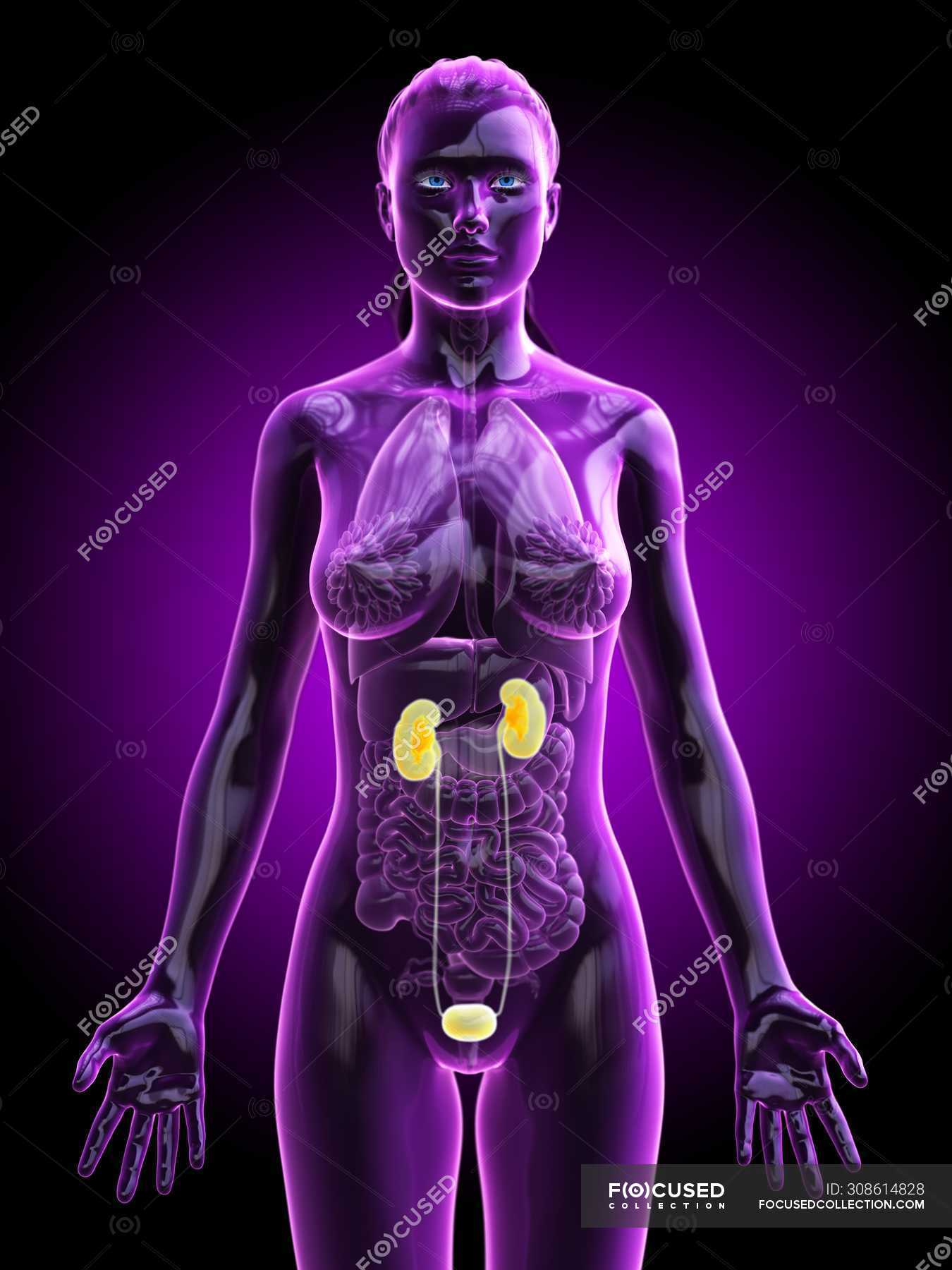 Female Silhouette With Visible Urinary System Digital Illustration Nephrology D Stock