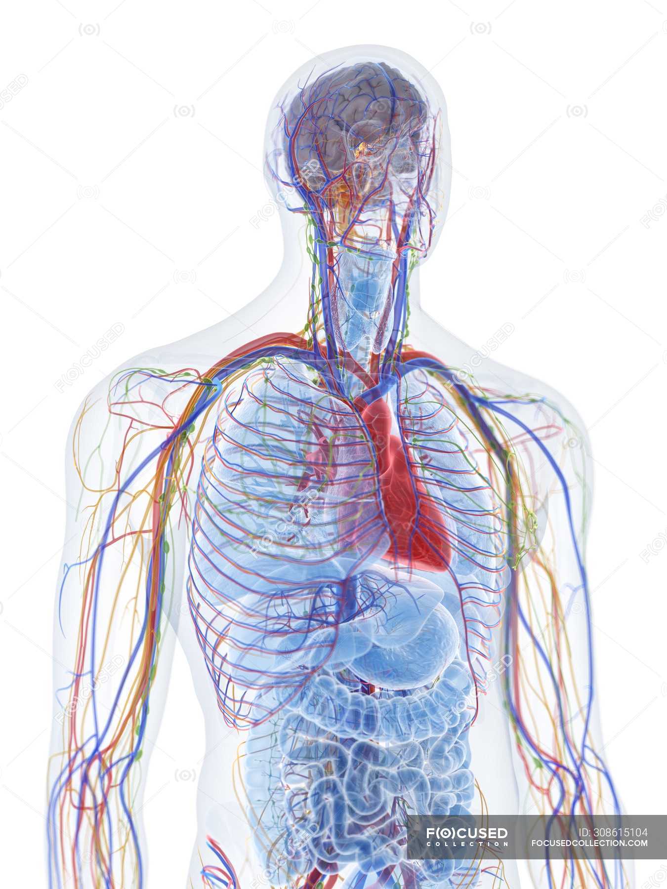 Male Upper Body Anatomy And Blood Vessels Computer Illustration 3d Rendering Anatomical Stock Photo 308615104