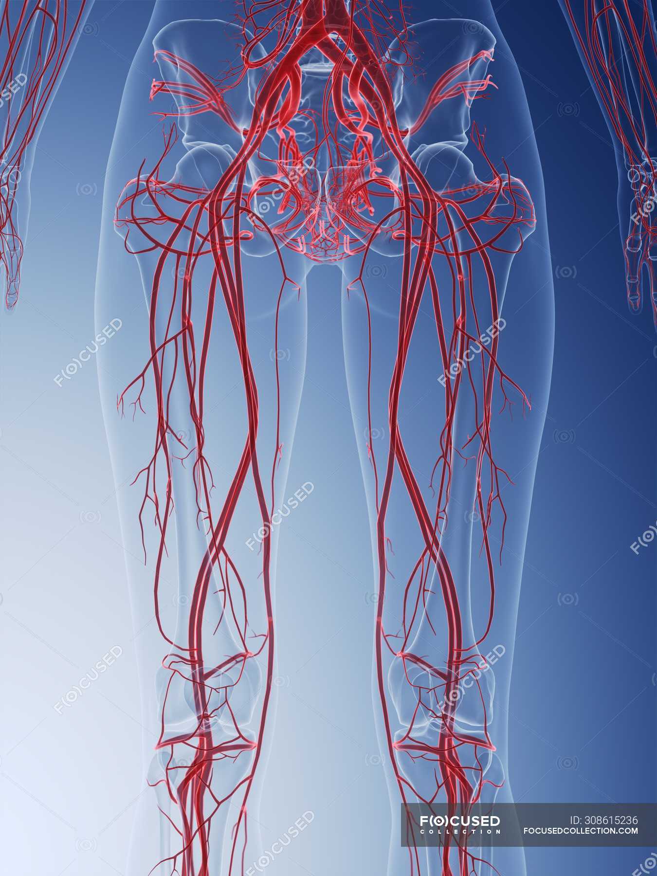 Female vascular system structure of legs, computer illustration ...