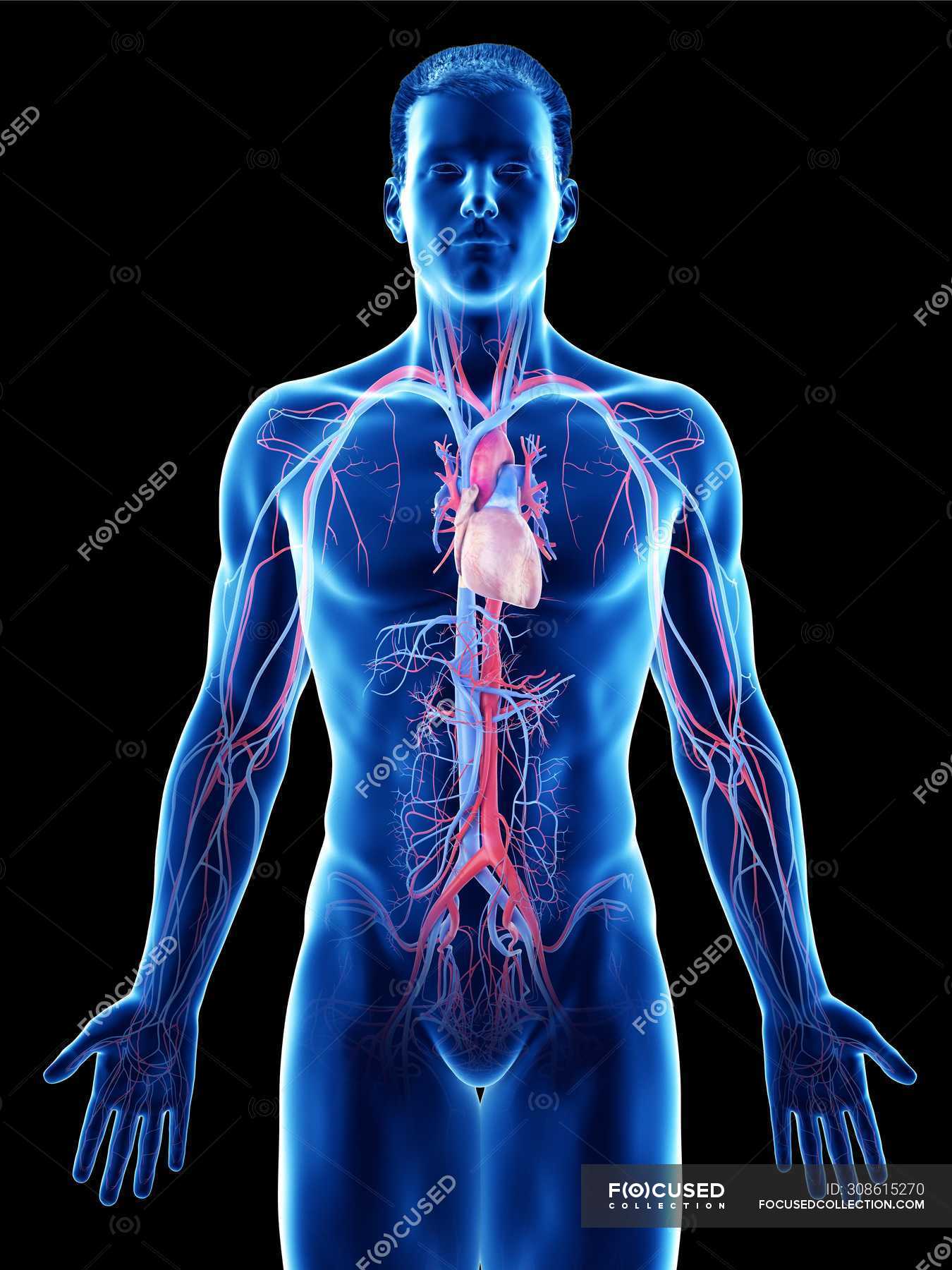 Male body with visible vascular system, computer illustration ...