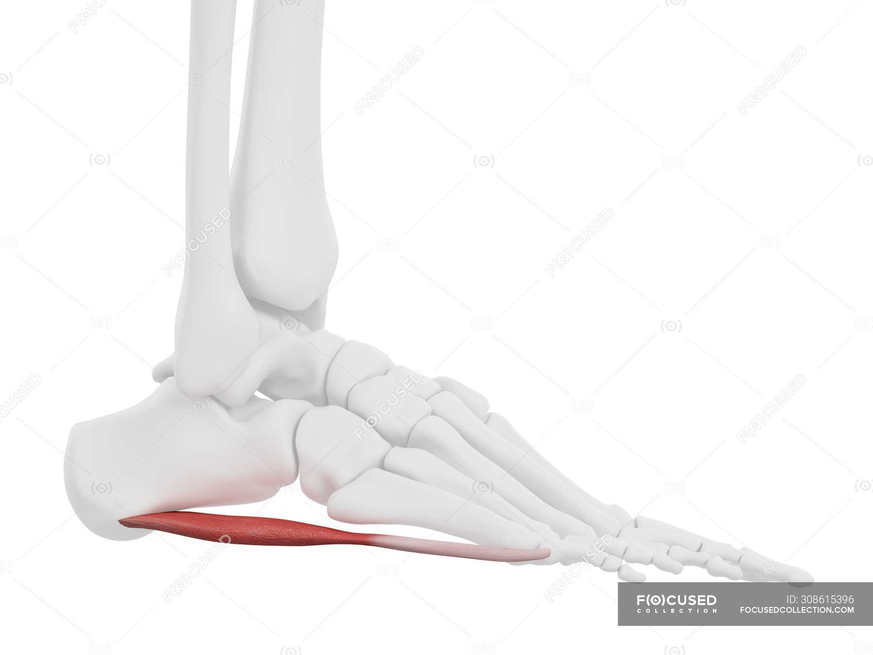 Human Skeleton Part With Detailed Red Abductor Digiti Minimi Muscle Digital Illustration